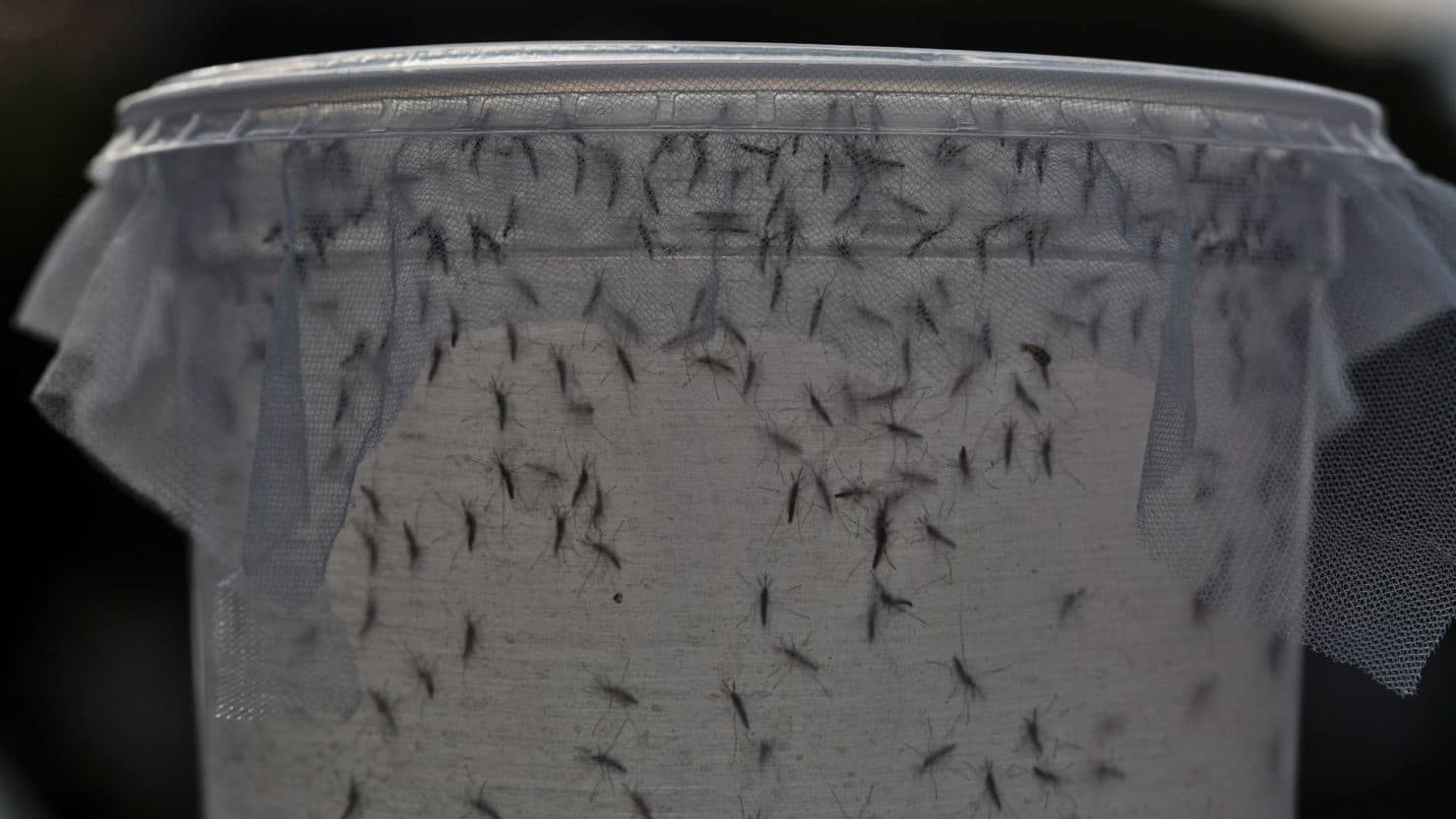 First Gmo Mosquitoes To Be Released In The Florida Keys