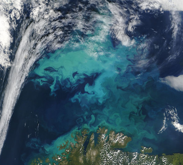 A phytoplankton bloom in the Barents Sea north of Norway in 2004. 