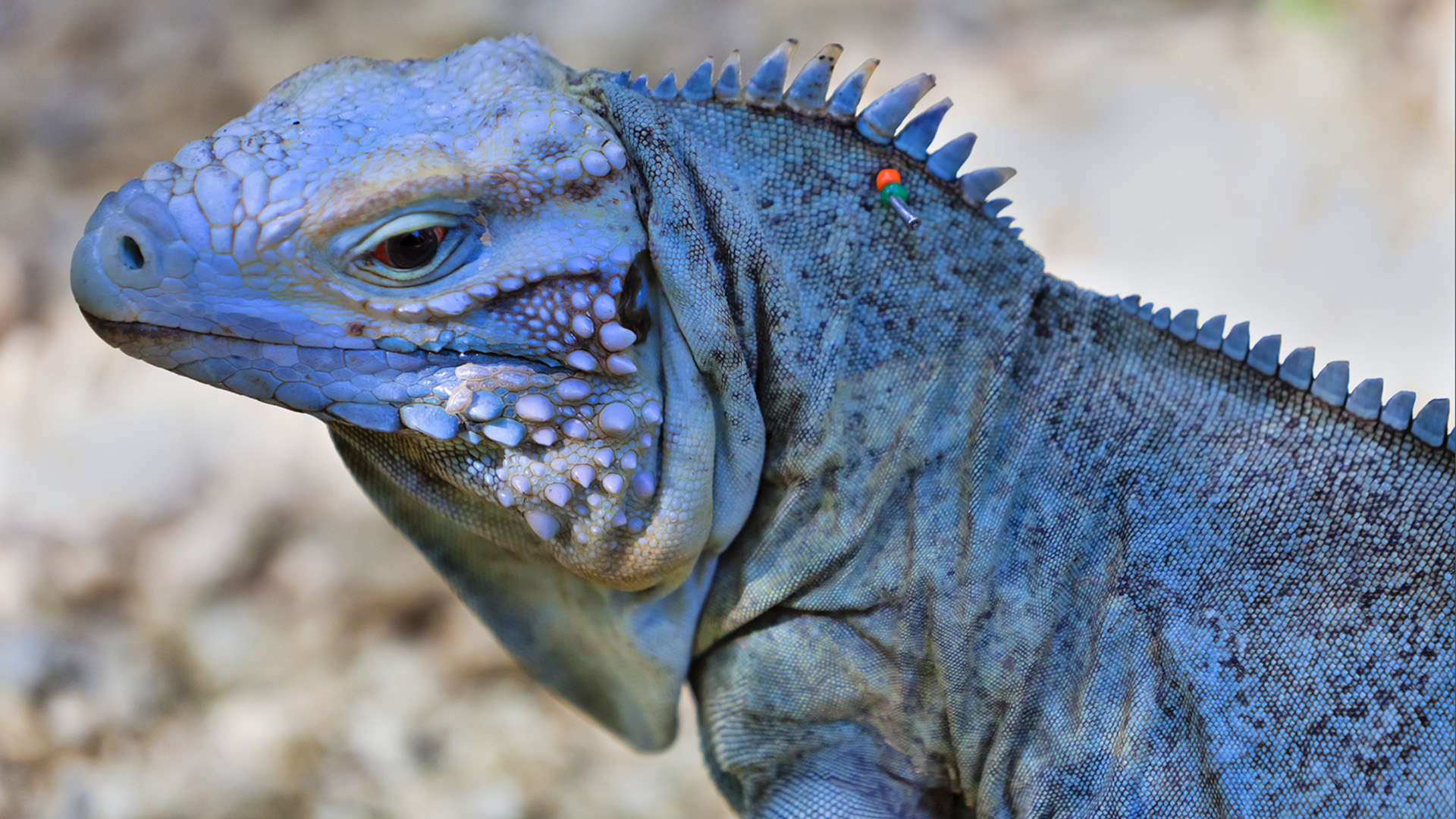 The rare blue iguana of the Cayman Islands is no longer so rare.