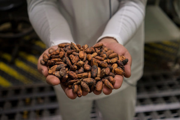 Cacao beans. Visual by USAID.
