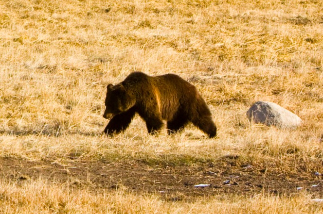 Grizzly bear numbers have risen since they became protected under the Endangered Species Act, but should they be delisted? 