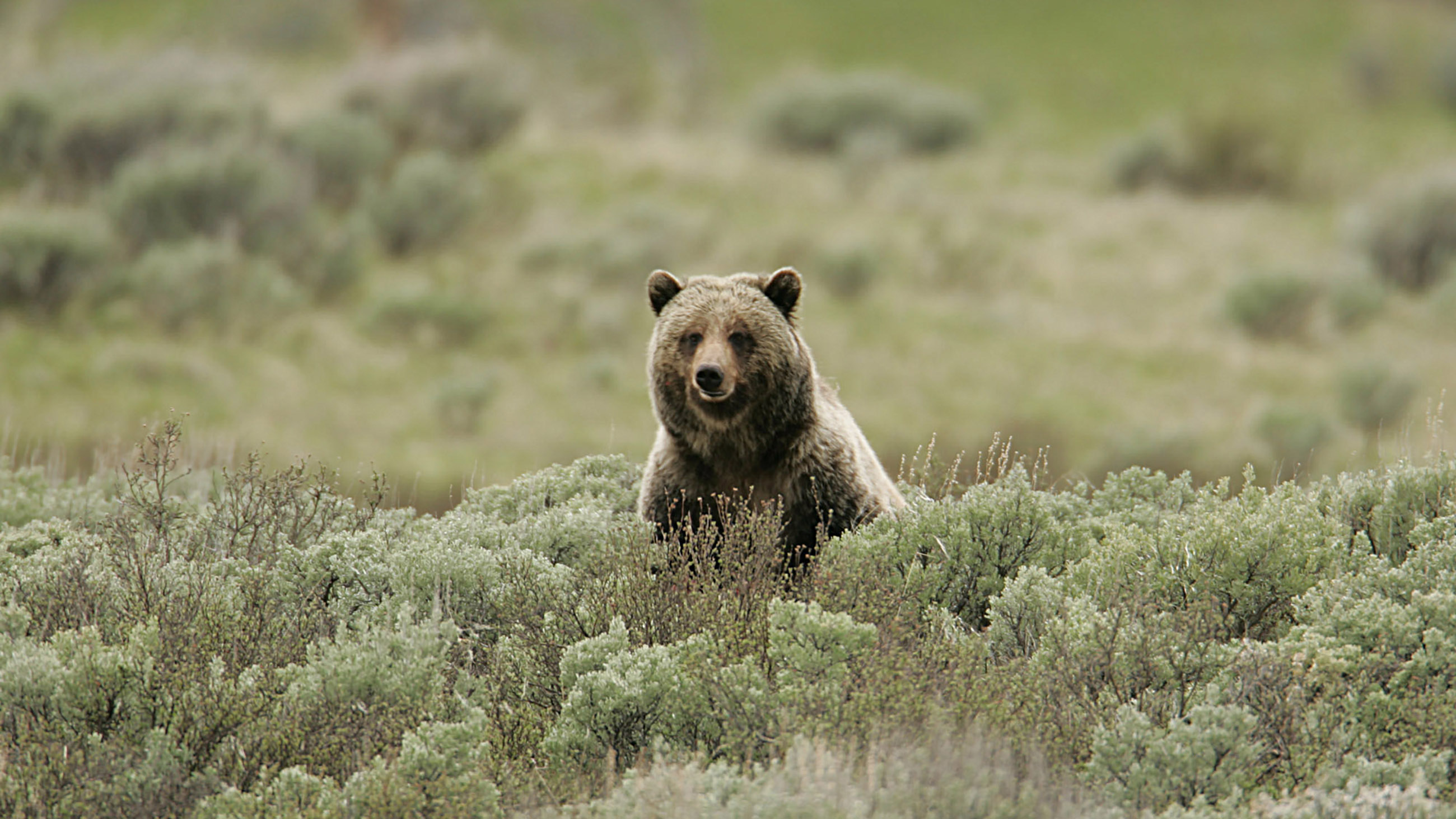 Are Grizzly Bears Endangered?