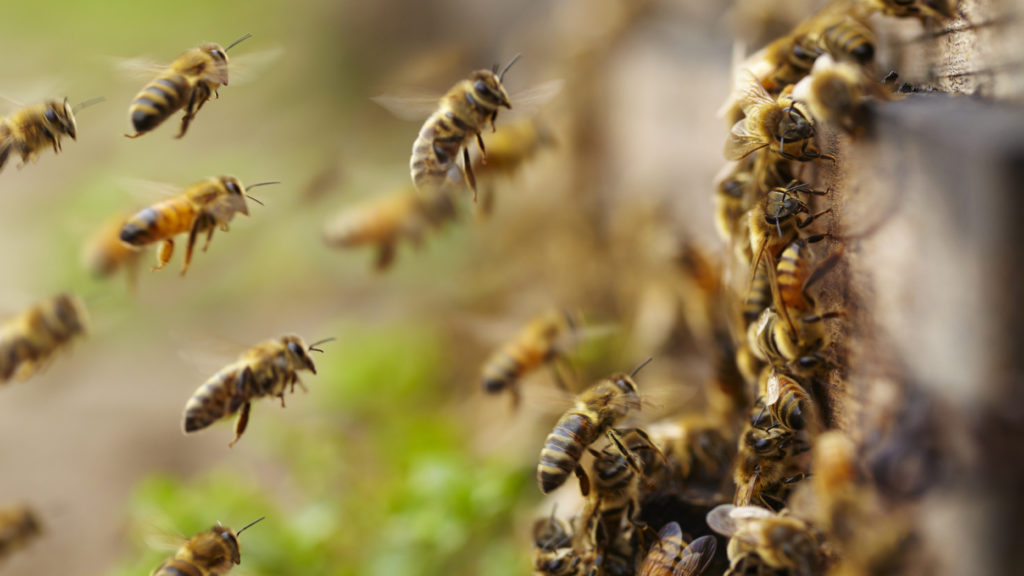 Commercial honey bees are vulnerable to a parasitic mite. Their feral cousins? Not so much. (Visual by iStock.com)
