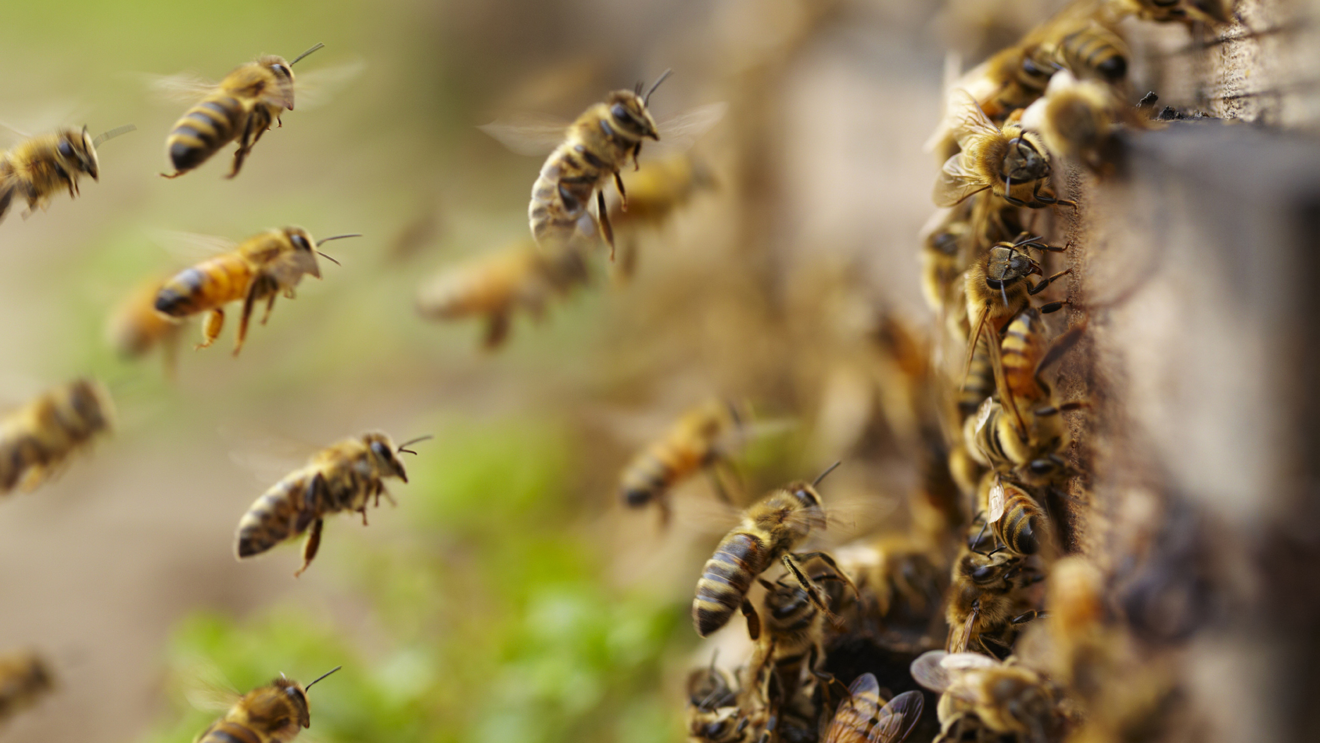 Commercial honey bees are vulnerable to a parasitic mite. Their feral cousins? Not so much.