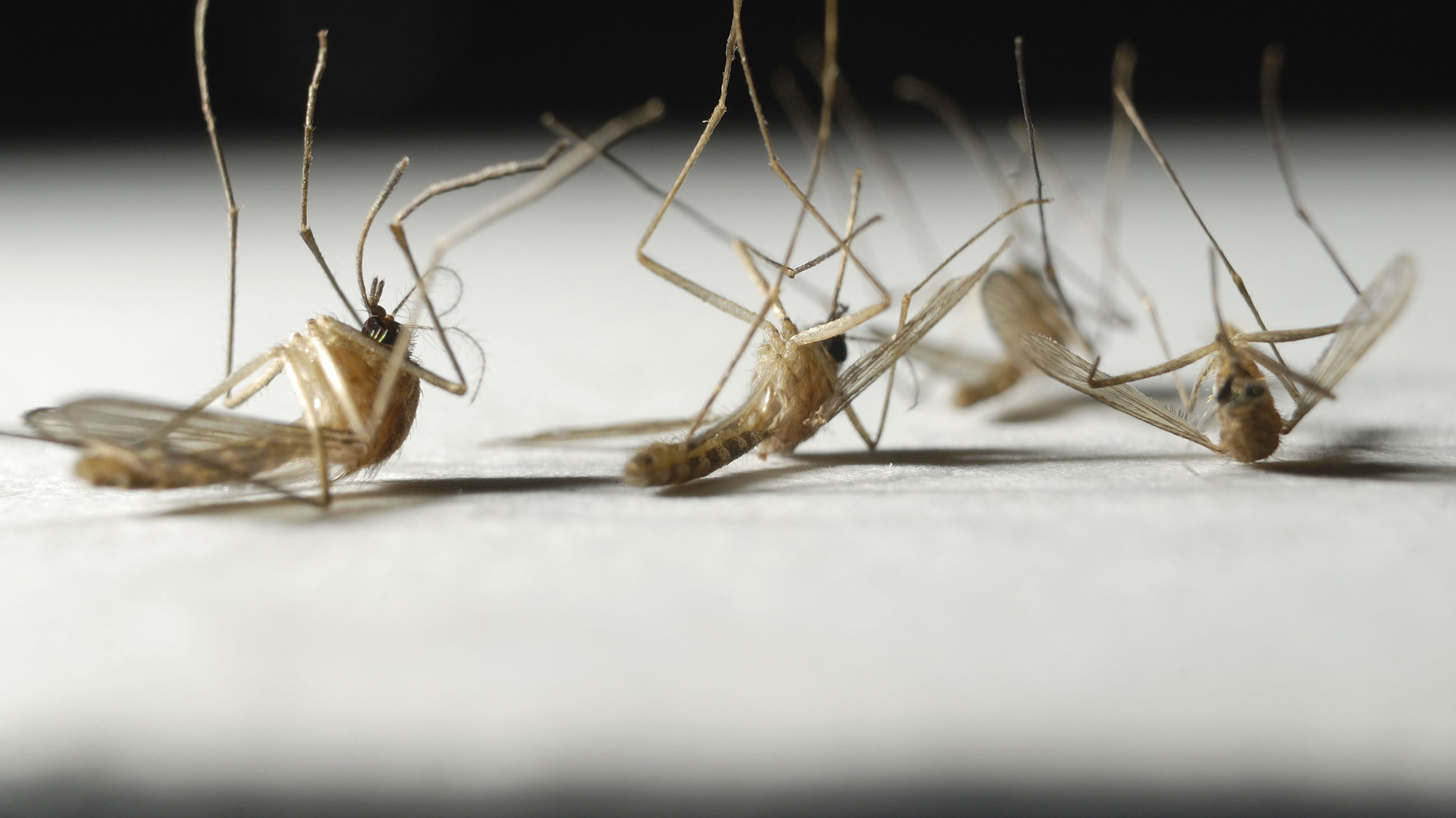 Would eradicating all mosquitos really solve anything? Not everyone thinks so.
