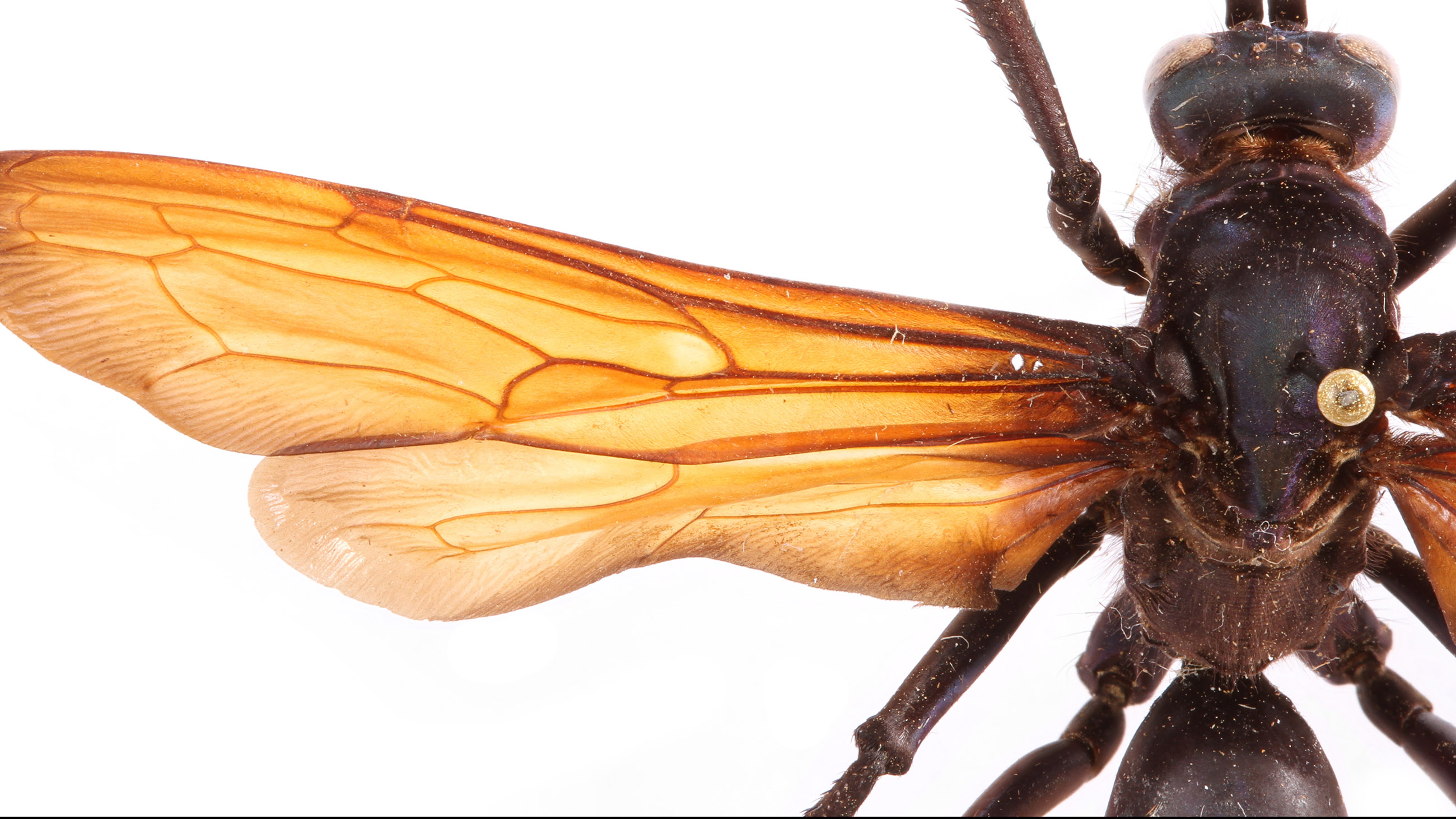 Minibeast Wildlife - A 'Mummy Long-legs' with her precious eggs