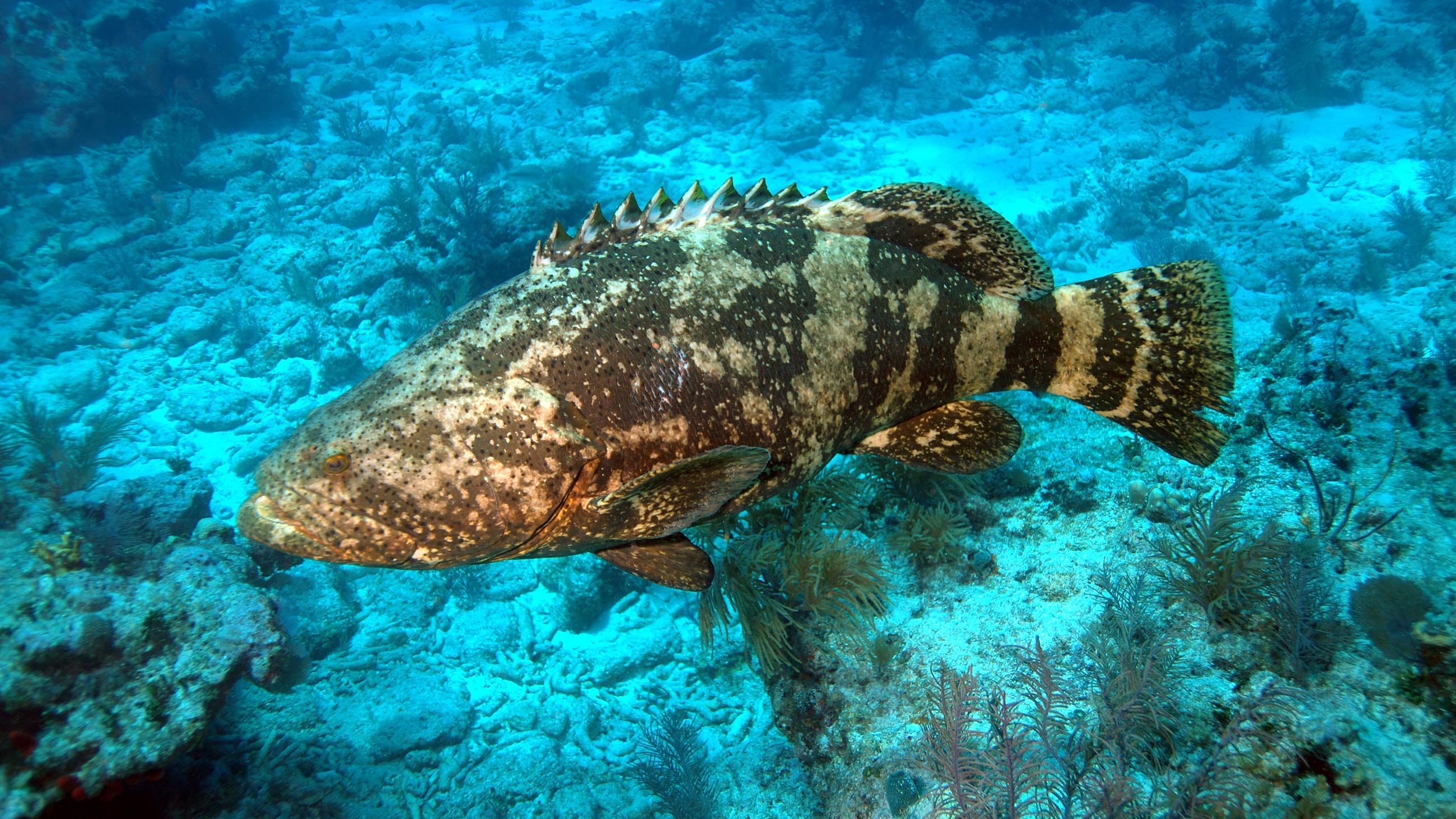 Scientists warn that unbridled farming could spell disaster for Cuba's coral reefs — and rare species like the goliath grouper.