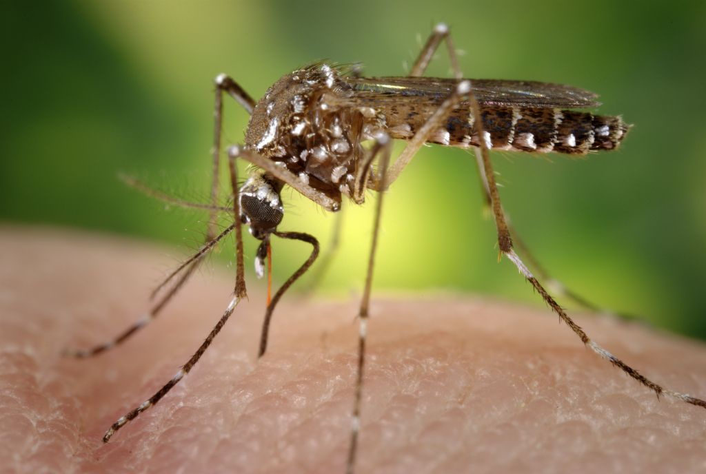 As with Zika, the Aedes aegypti mosquito is a vector for yellow fever and other flaviviruses. (Visual by James Gathany/Flickr) 