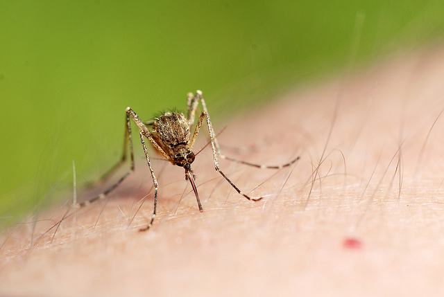 The same mosquitoes that spread the Zika and West Nile viruses are also spreading yellow fever. (Photo by Gilles San Martin/Flickr)