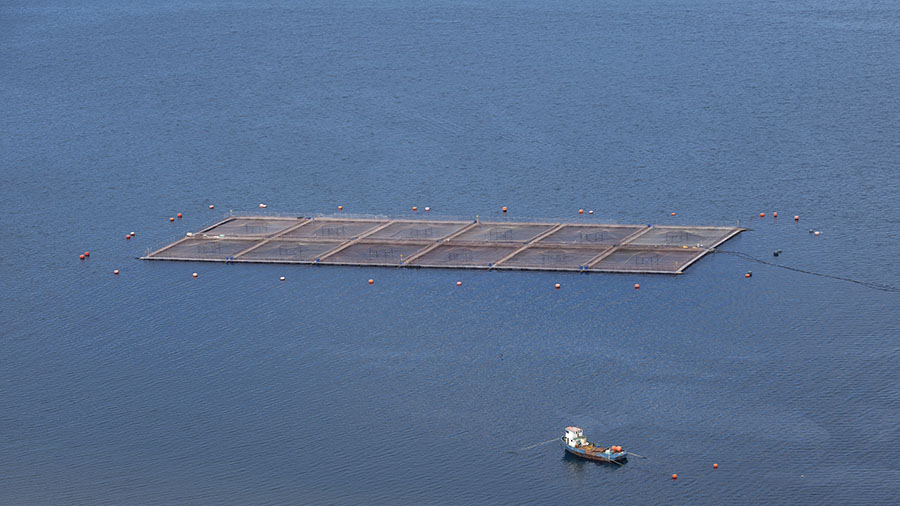Salmon farms like this one near Chiloé, Chile, suffered die-offs in the last big algal bloom. But did they contribute to the current one? (Visual by roccomontoya/iStock.com)