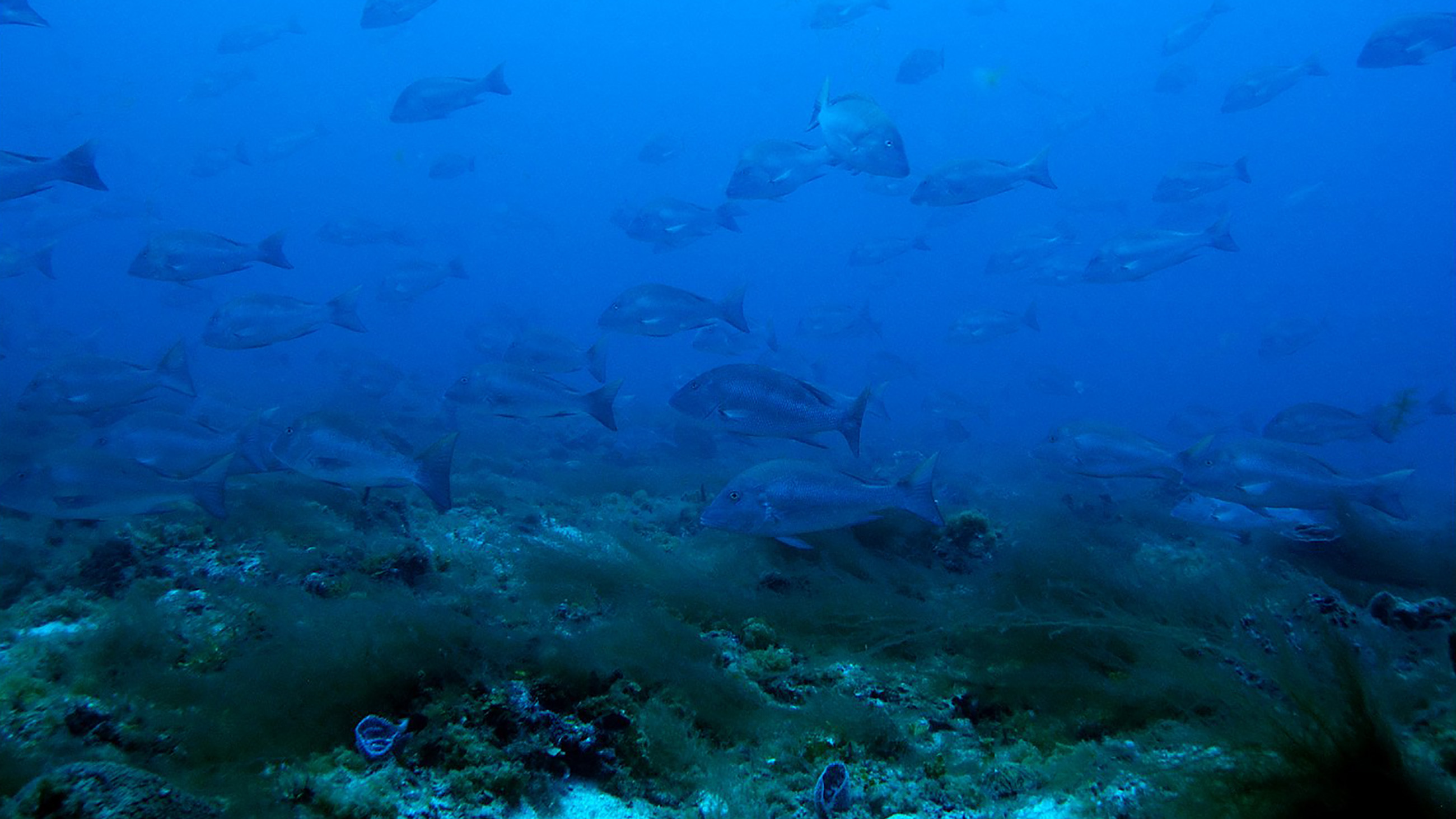 Mutton Snapper are spawning again at Riley's Hump in Tortugas South Ecological Reserve.