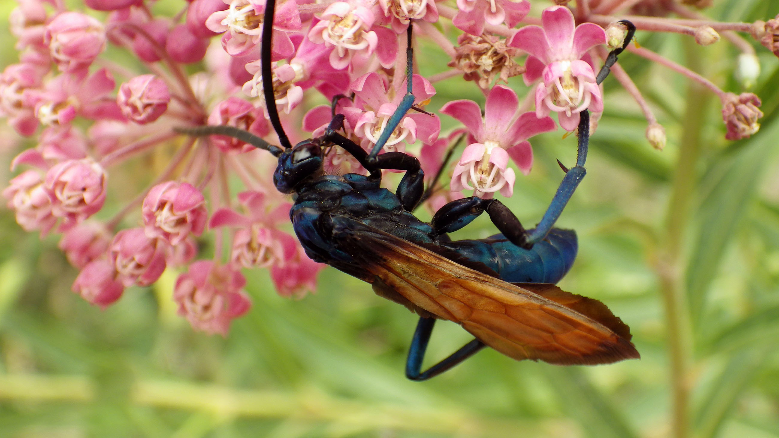 Tarantula Hawk Sting Wound Tarantula Hawk Wasp Identification Habitat