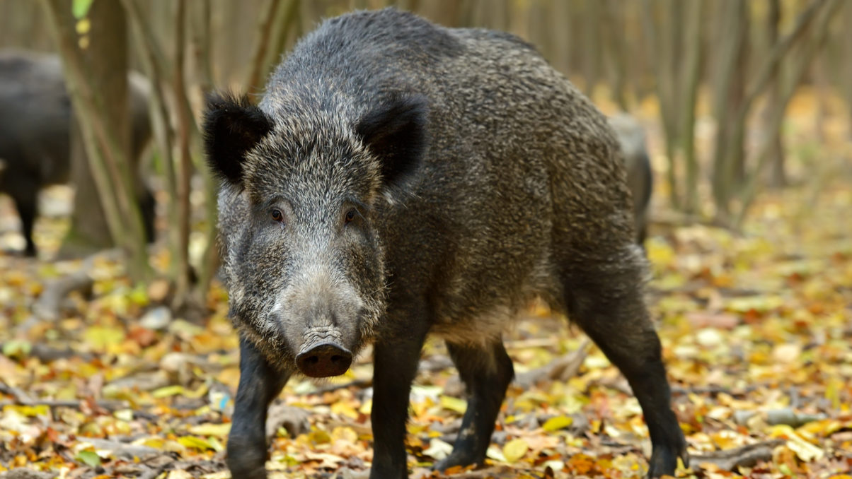 Missouri Struggles With Feral Hogs — And Hog Hunters