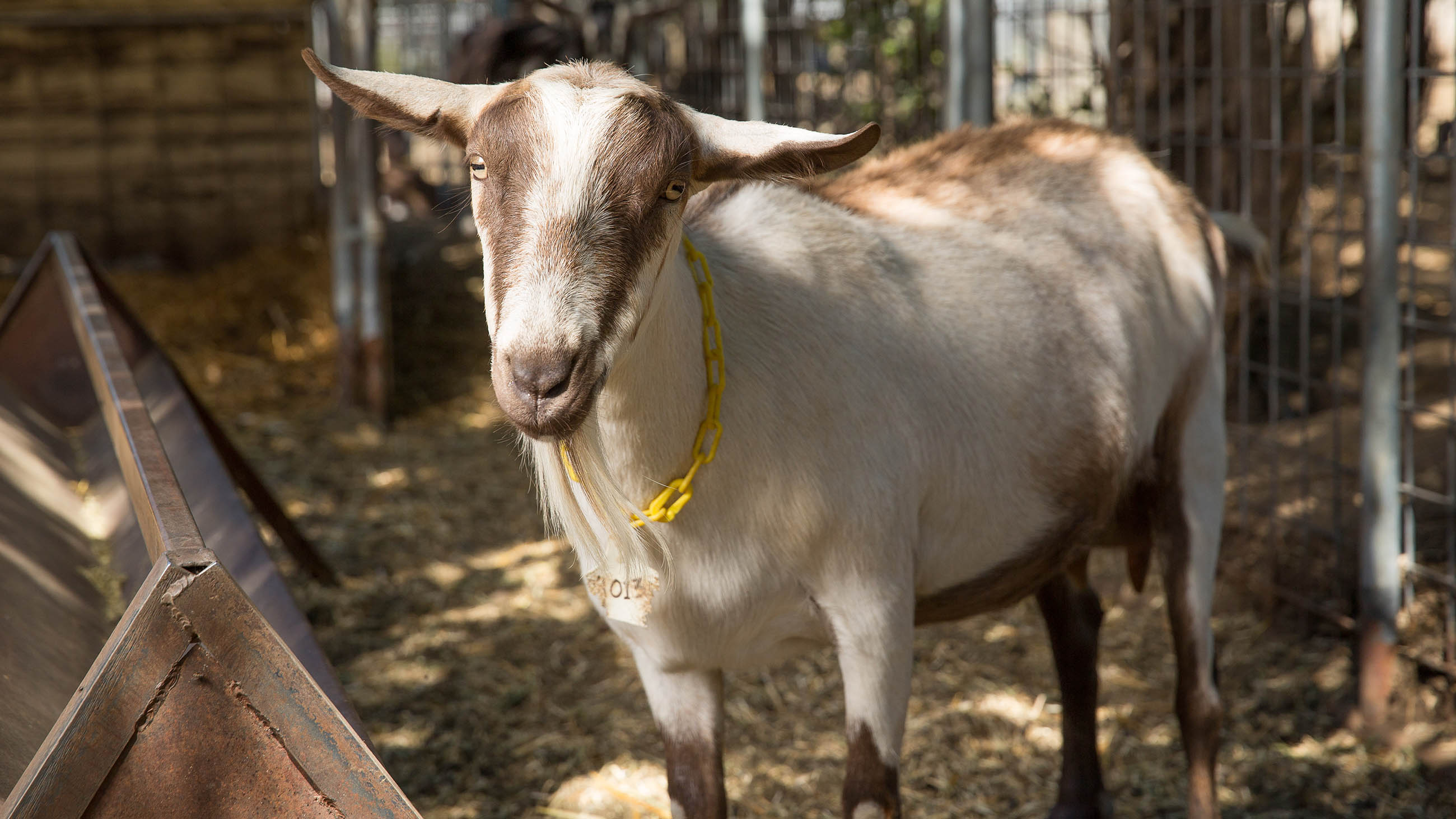 Researchers have genetically engineered goats that produce an antimicrobial enzyme in their milk. Without regulatory approval, however, they're just goats.