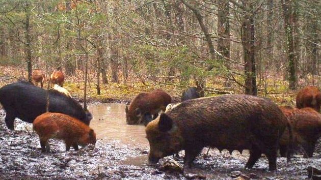 Wild hogs cost $1.5 billion in damage and control measures. Now Missouri, like other states, is trying to stop hogs with a new strategy.