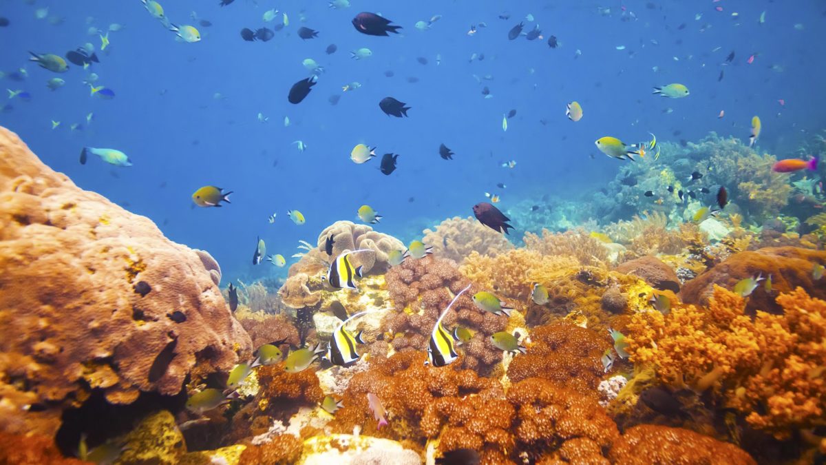 For Coral Reefs, a Bit of Good News