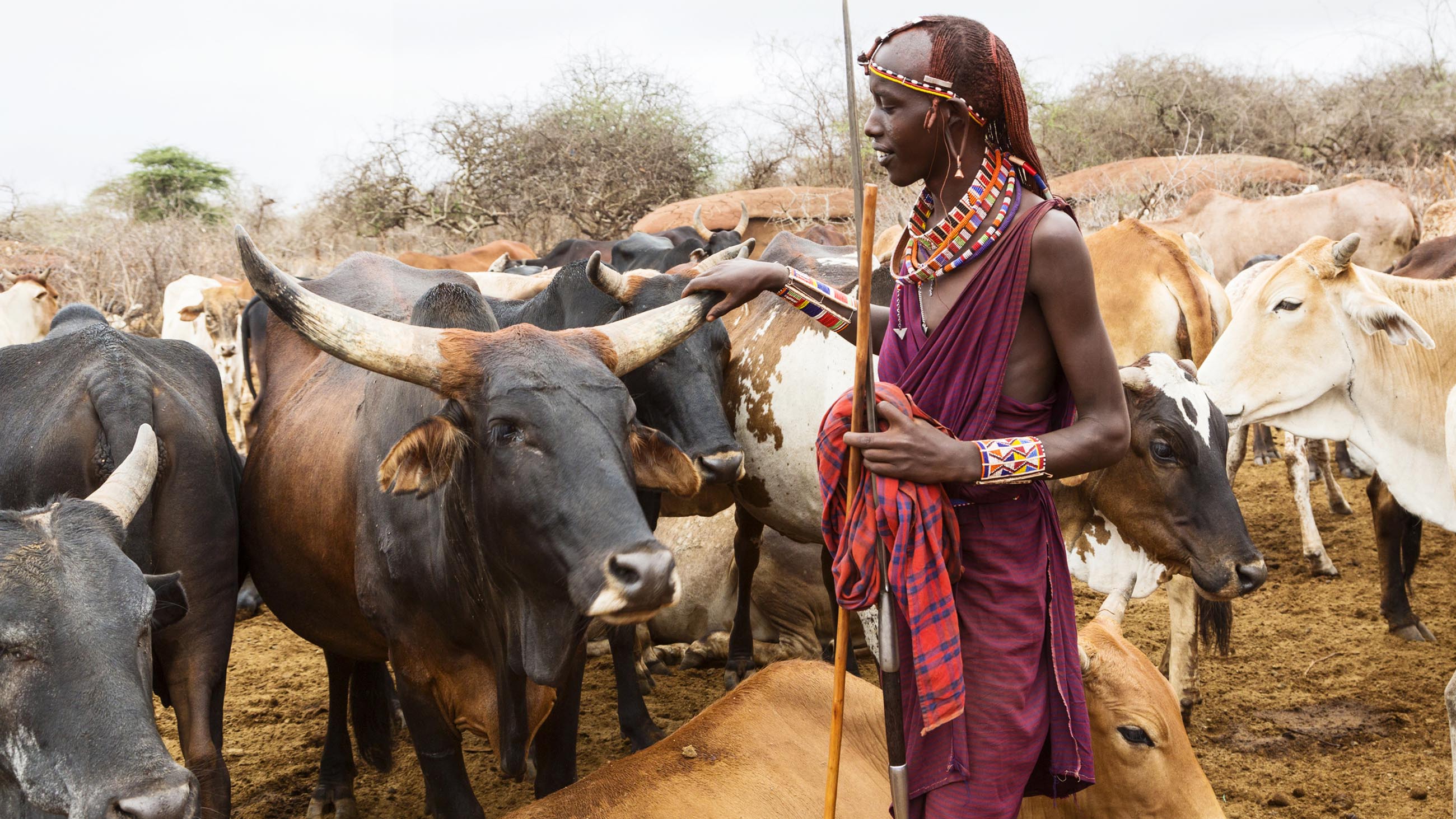 Занятие юар. Масаи скотоводы. Деревня Масаев Кения. Животноводство Африки.