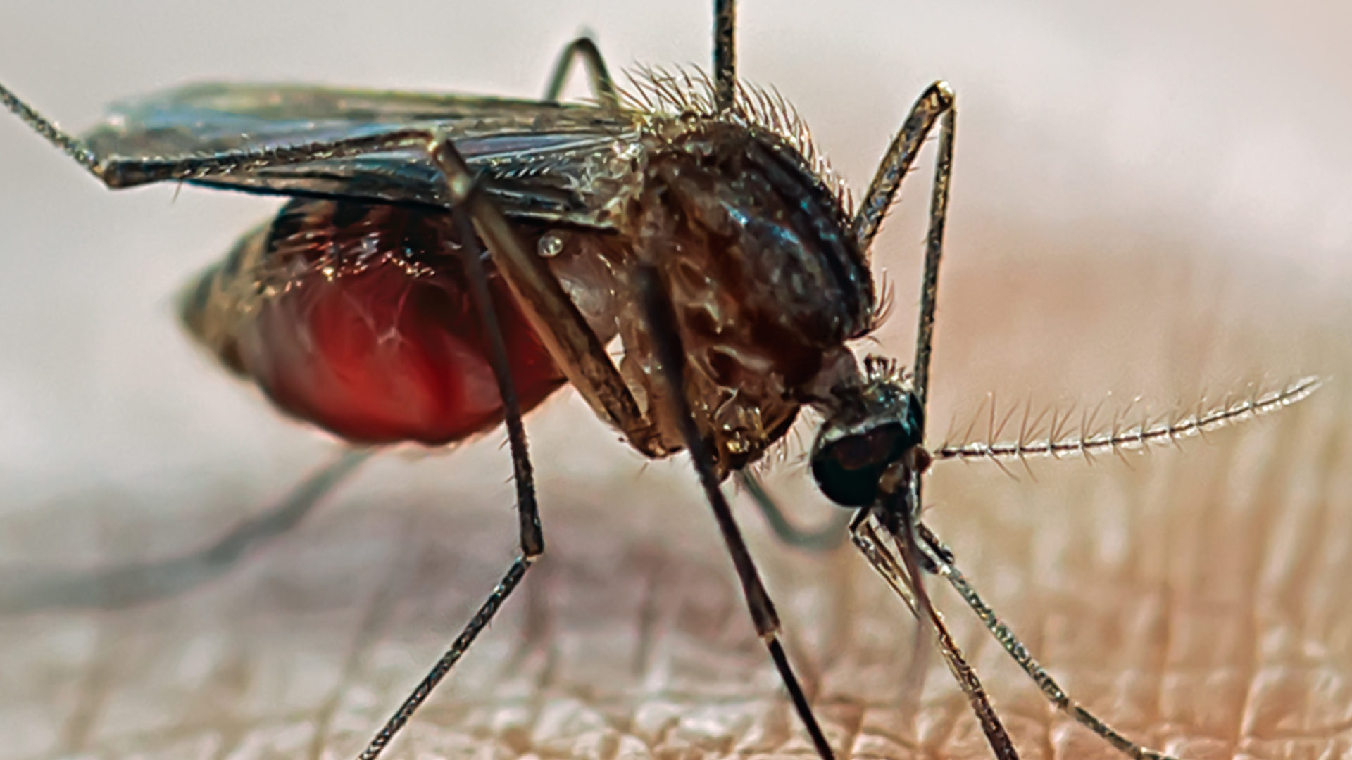 Female Mosquitoes Can Transmit Zika To Their Offspring 8222