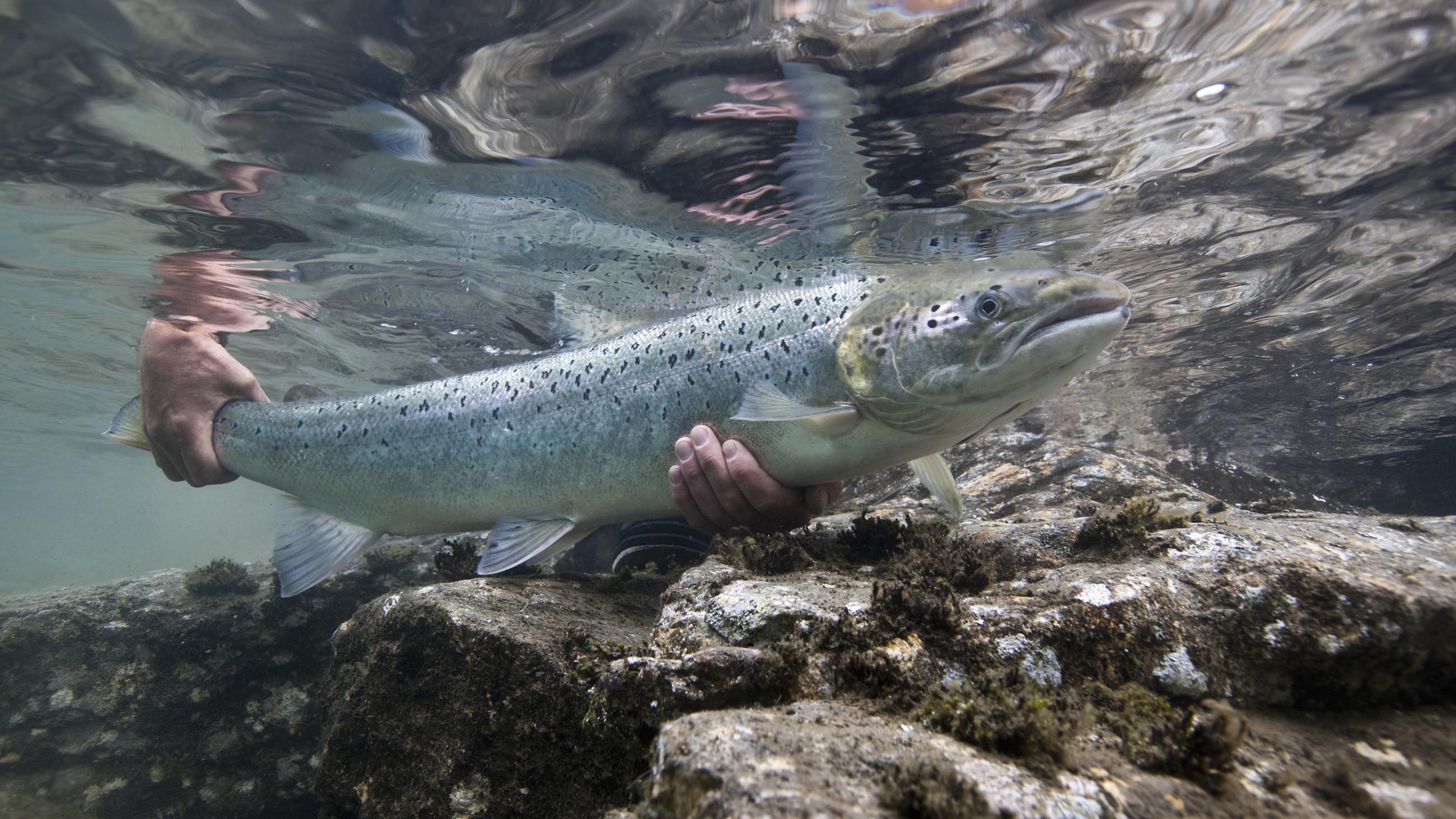 Escaped farmed salmon are interbreeding with wild salmon, altering the gene pool. What might that mean?