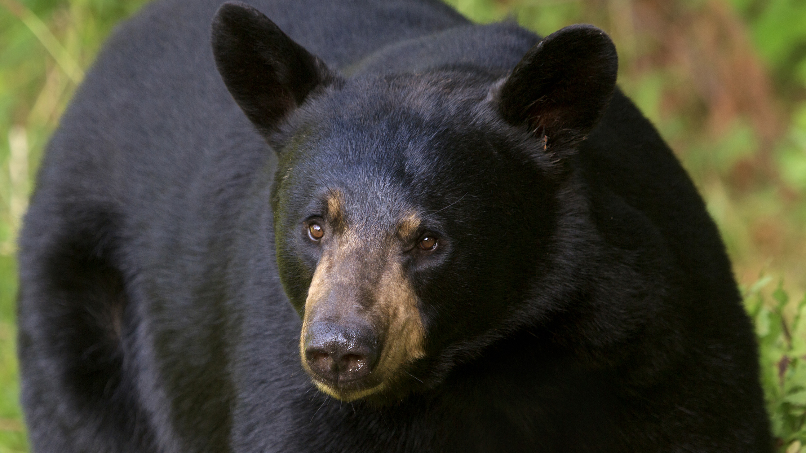 Data is helping bears and humans to more peacefully coexist.