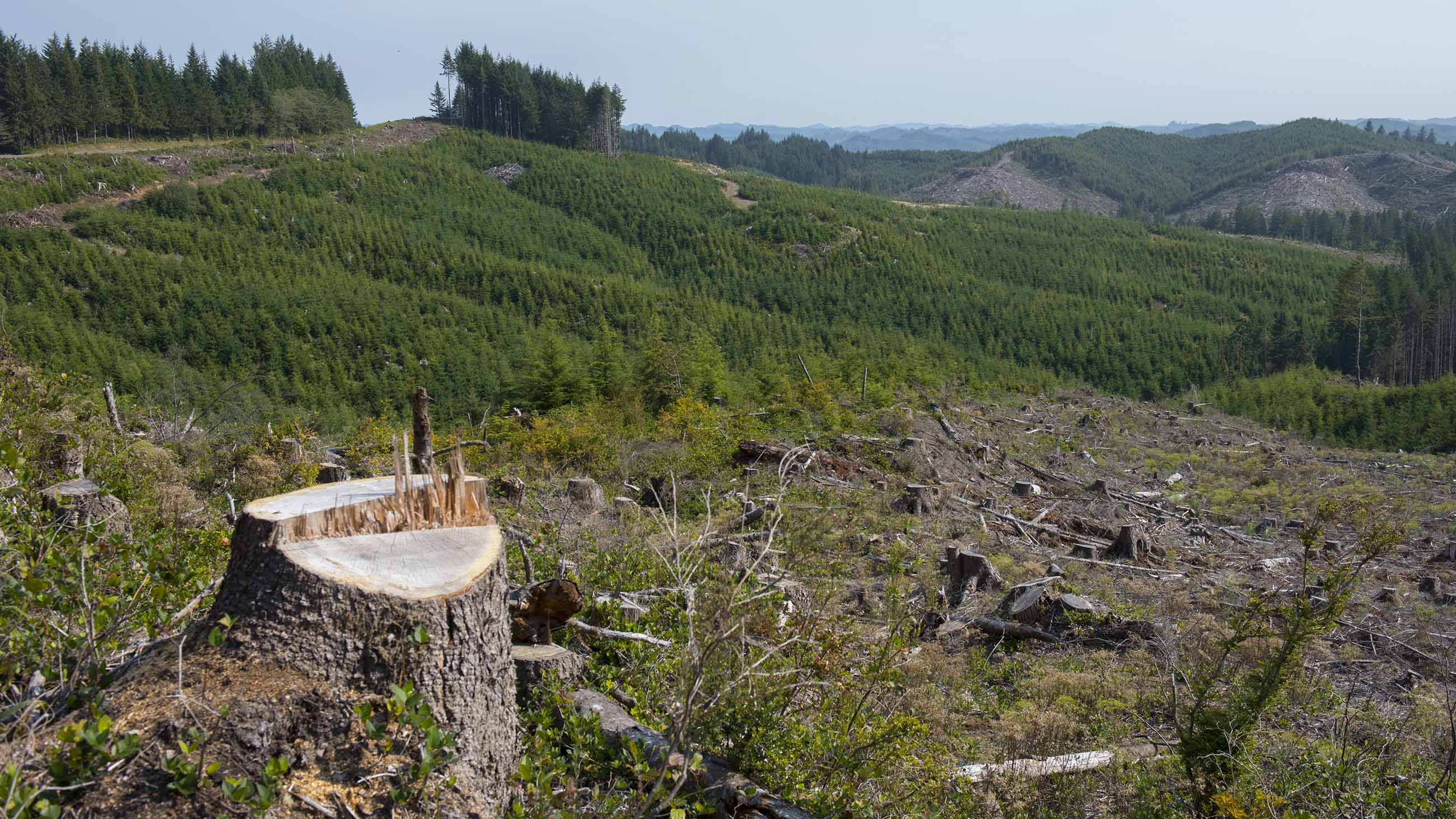 Reckless clearcutting of forests is one thing. Responsible management and harvesting is quite another.