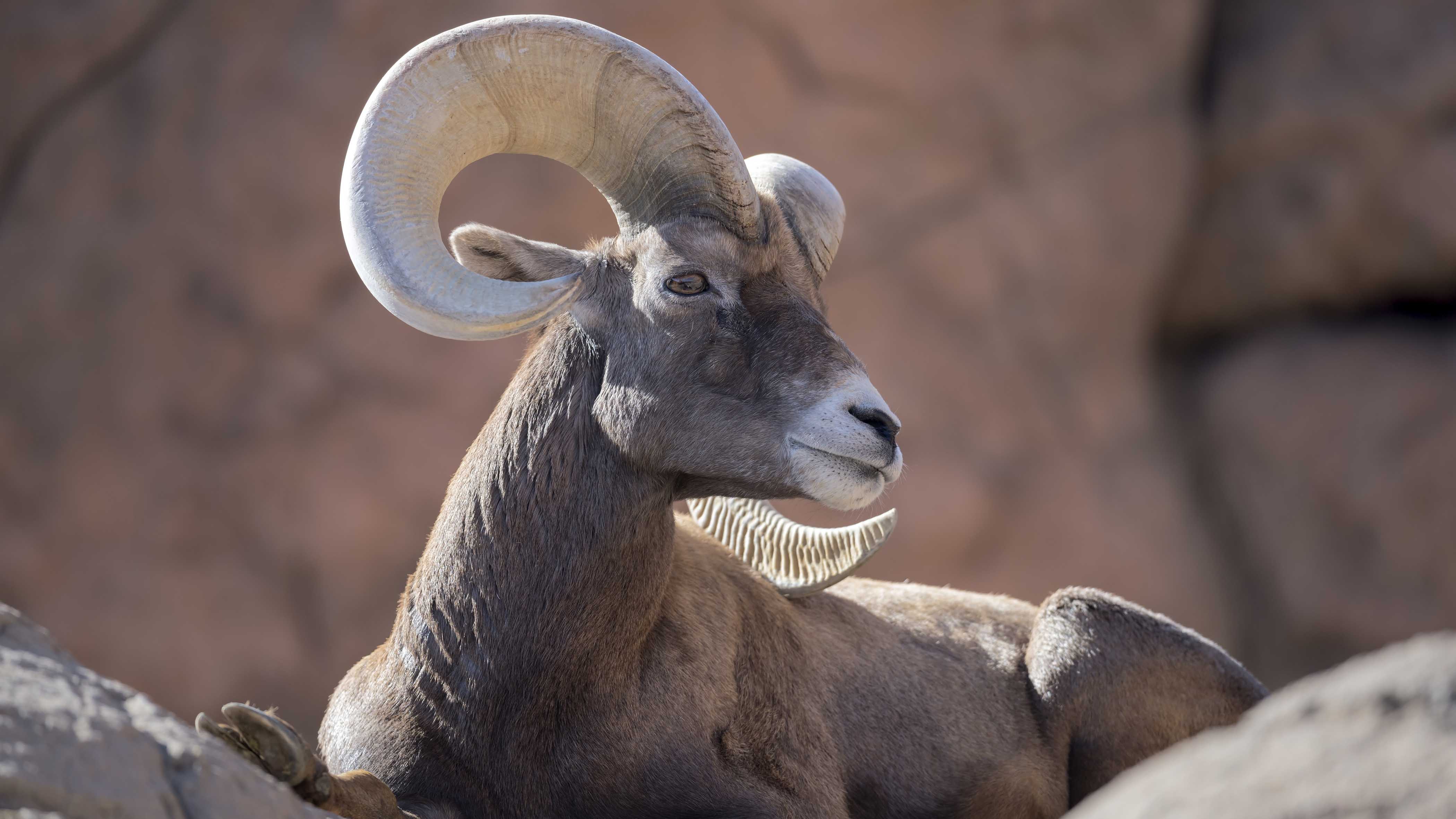 The population of bighorn sheep in the American West once number in the millions. It is now in the tens of thousands. A bacterial has played an outsized role.