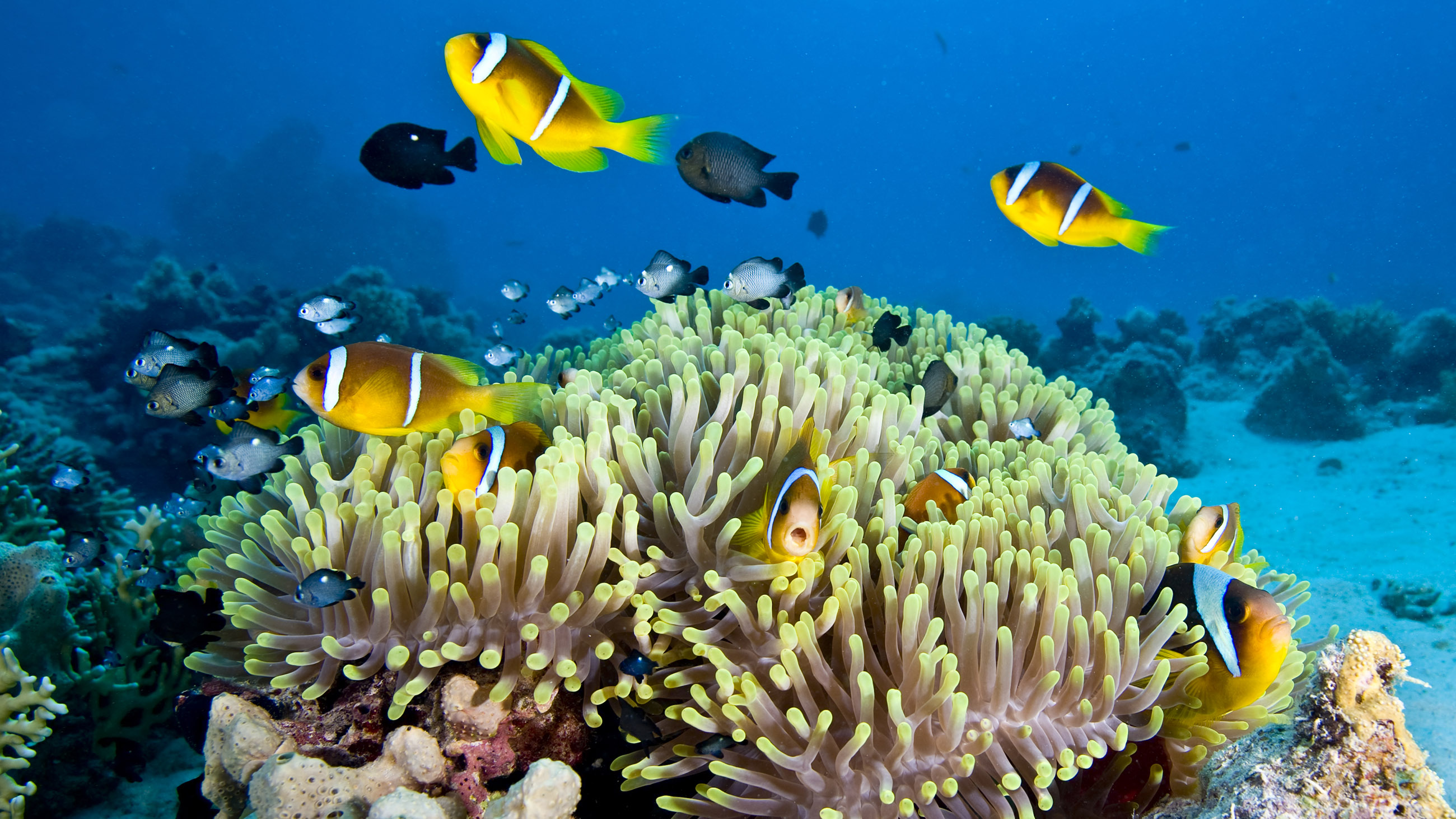 Twitter became a battleground last week after Outside Magazine published an irreverent “obituary” for the Great Barrier Reef.