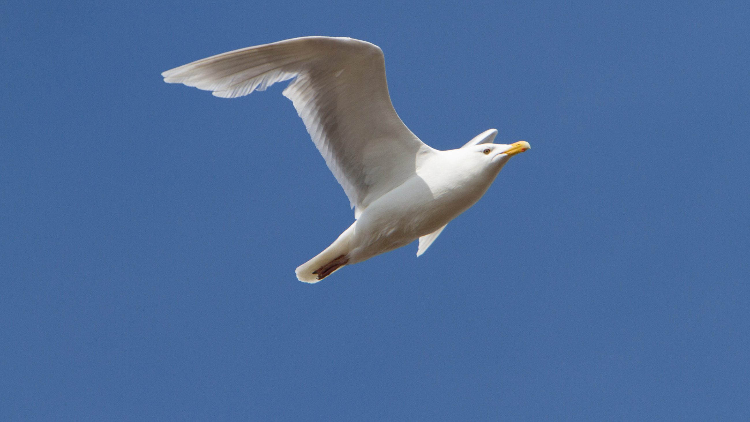 A glaucous gull takes flight in Alaska’s Arctic. As ocean's warm, the bird's traditional prey fish are disappearing.