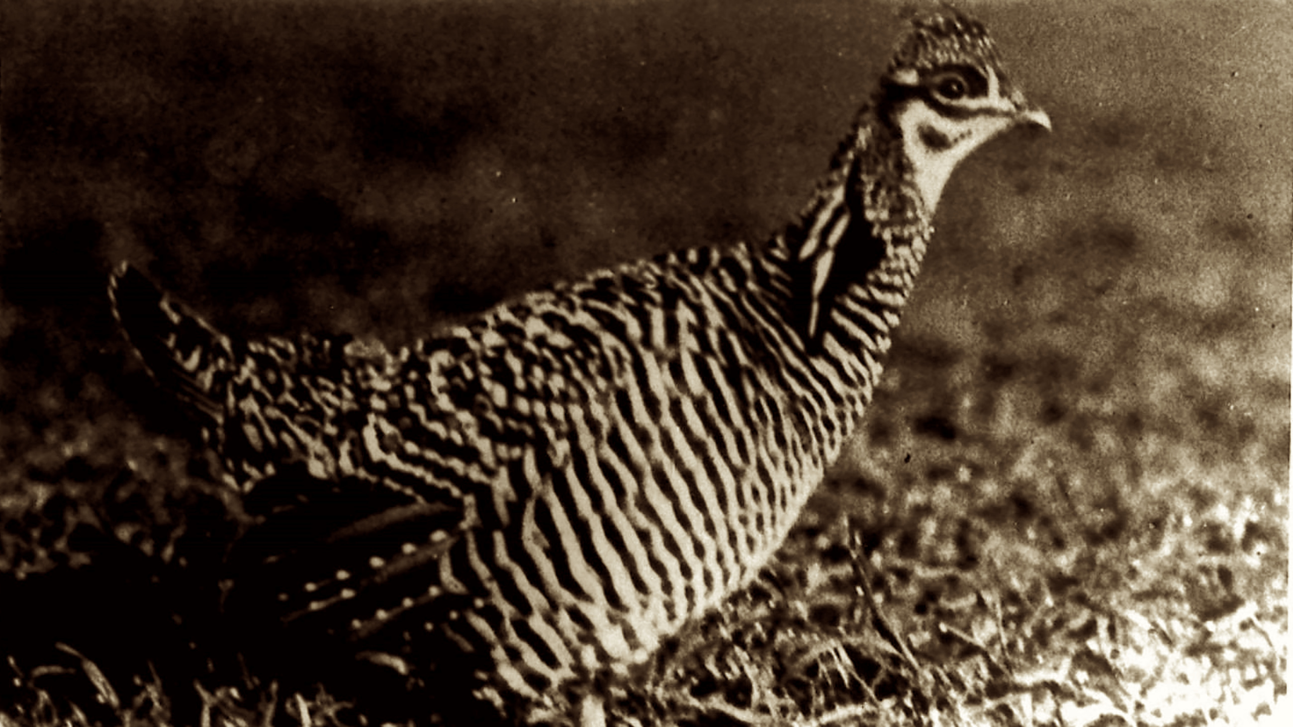 The heath hen was last seen on Martha’s Vineyard, off the coast of Cape Cod, in 1932. It might be coming back.