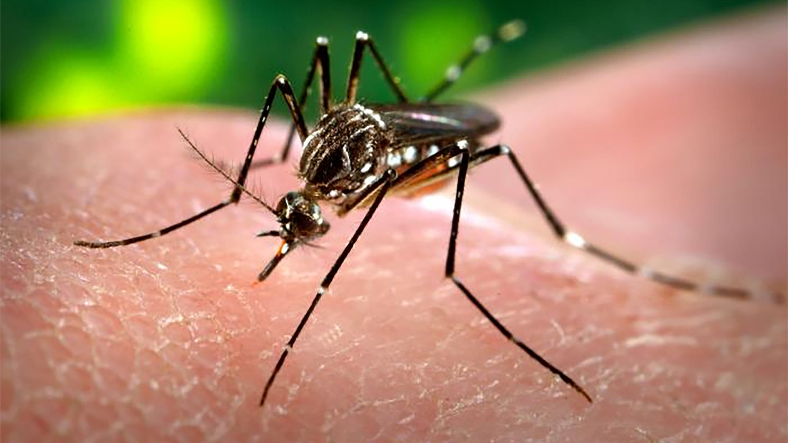 Florida officials are hoping to experiment with genetically altered versions of mosquitoes that carry diseases like the Zika virus. Not everyone likes the idea.