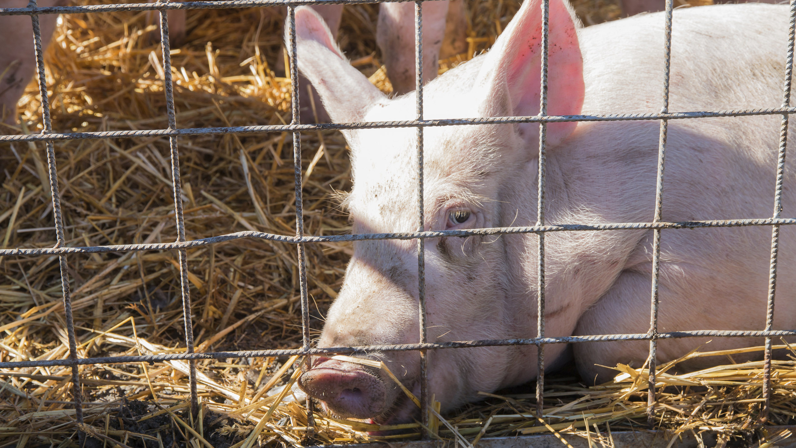 sad look of a pig in cage laying on straw