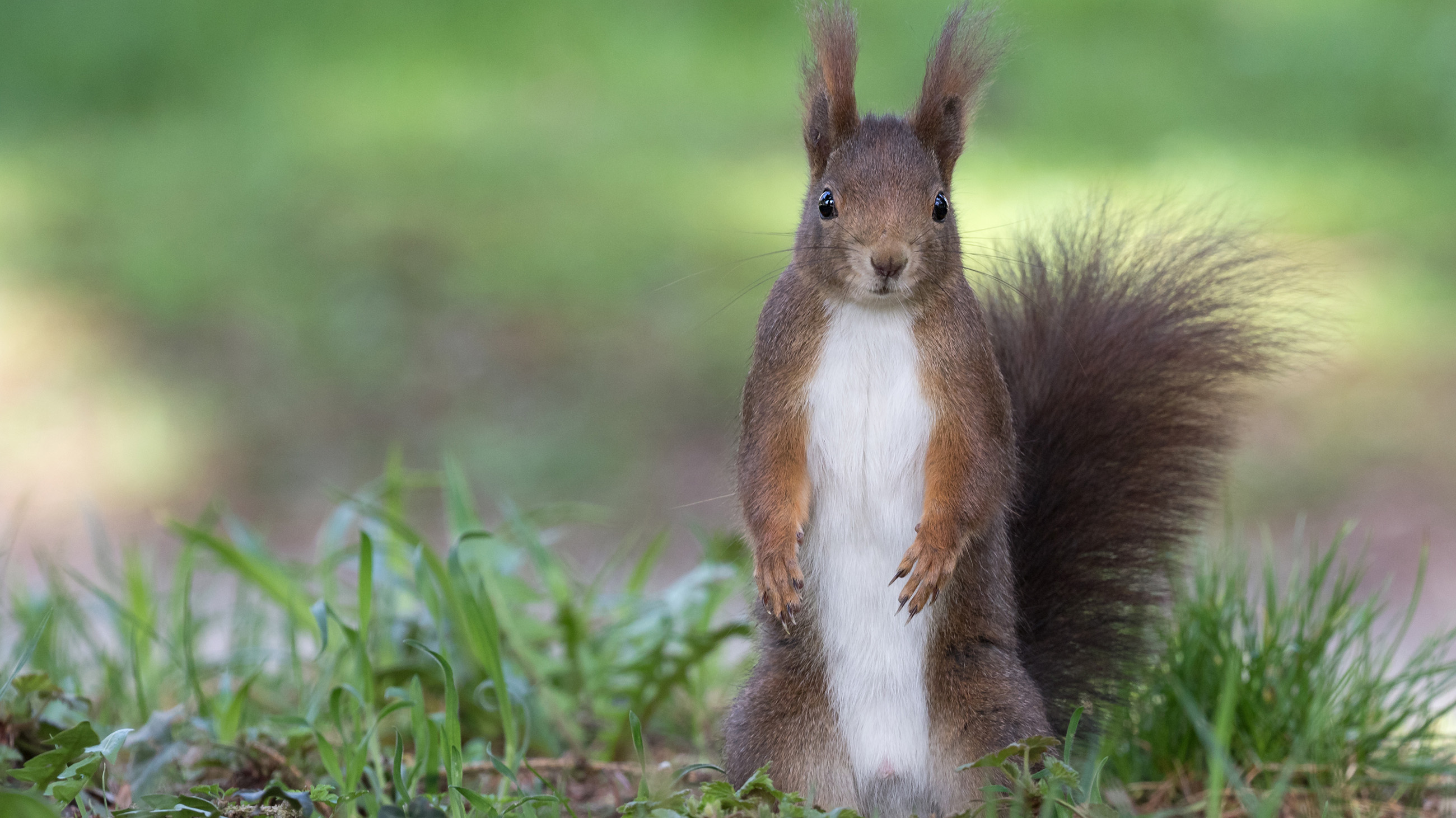 Based on recent evidence, scientists now think red squirrels across England, Ireland, and Scotland have been carrying bacteria associated with the leprosy for centuries.