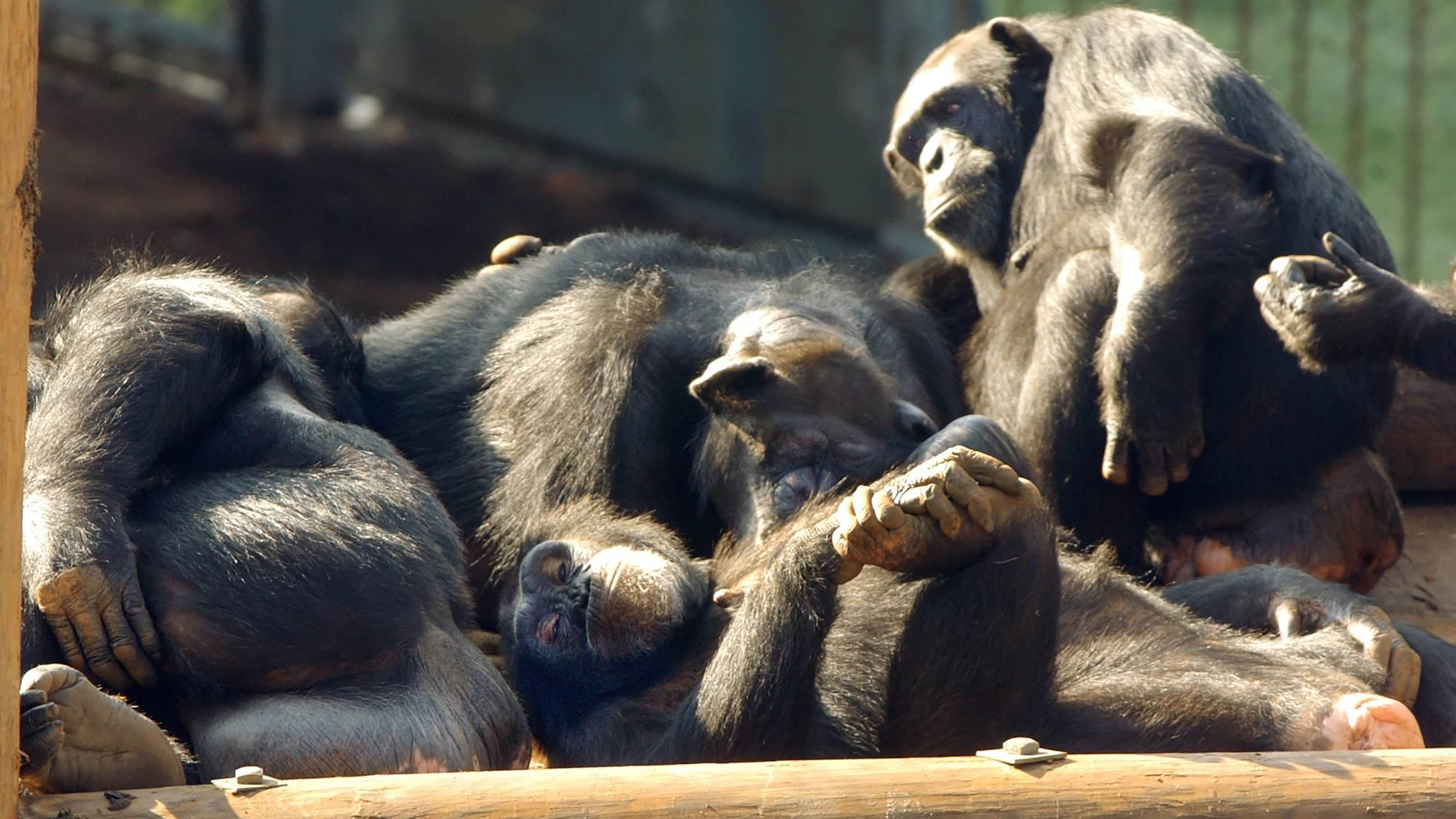 A recent study suggests that it’s not anatomy that precludes other primates from speaking, but rather brain wiring.