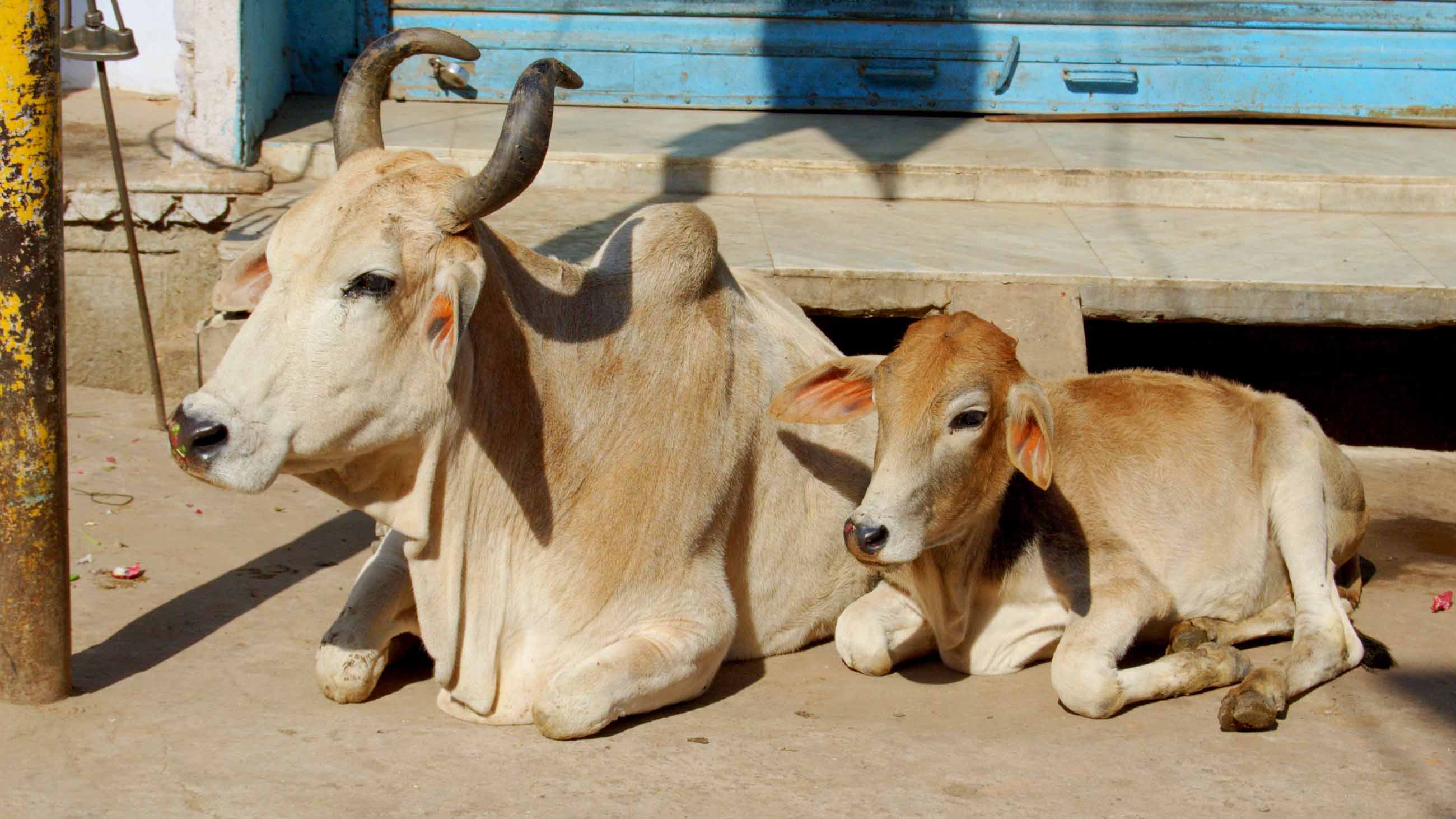 Distilled cow urine, especially from young white virgin cows, has a long history in the traditional Hindu system of medicine known as Ayurveda, or “science of life.”