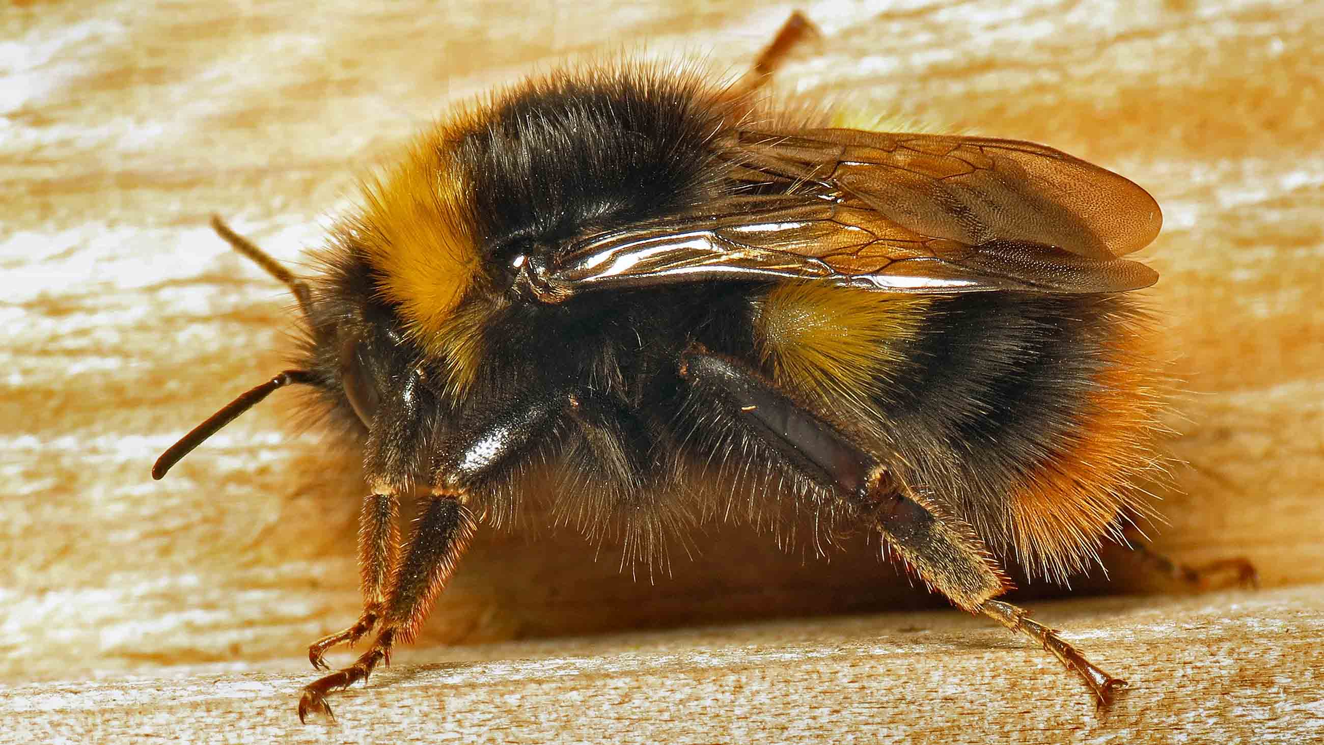 A team of scientists taught bumblebees how to play ball.