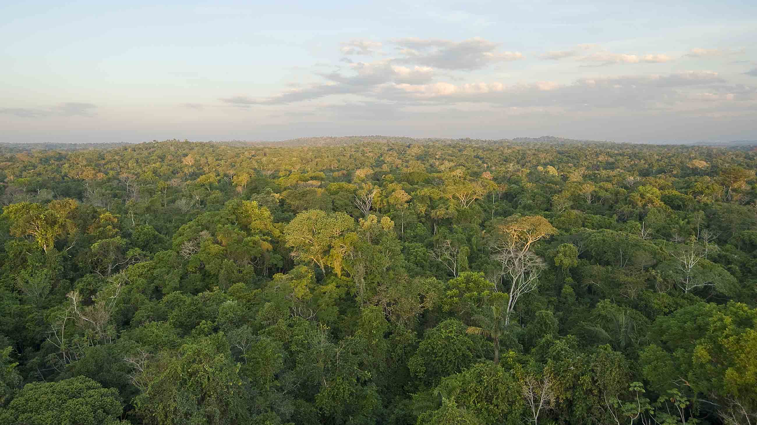 Scientists gain new insight into how indigenous peoples in the Amazon shaped their environment.