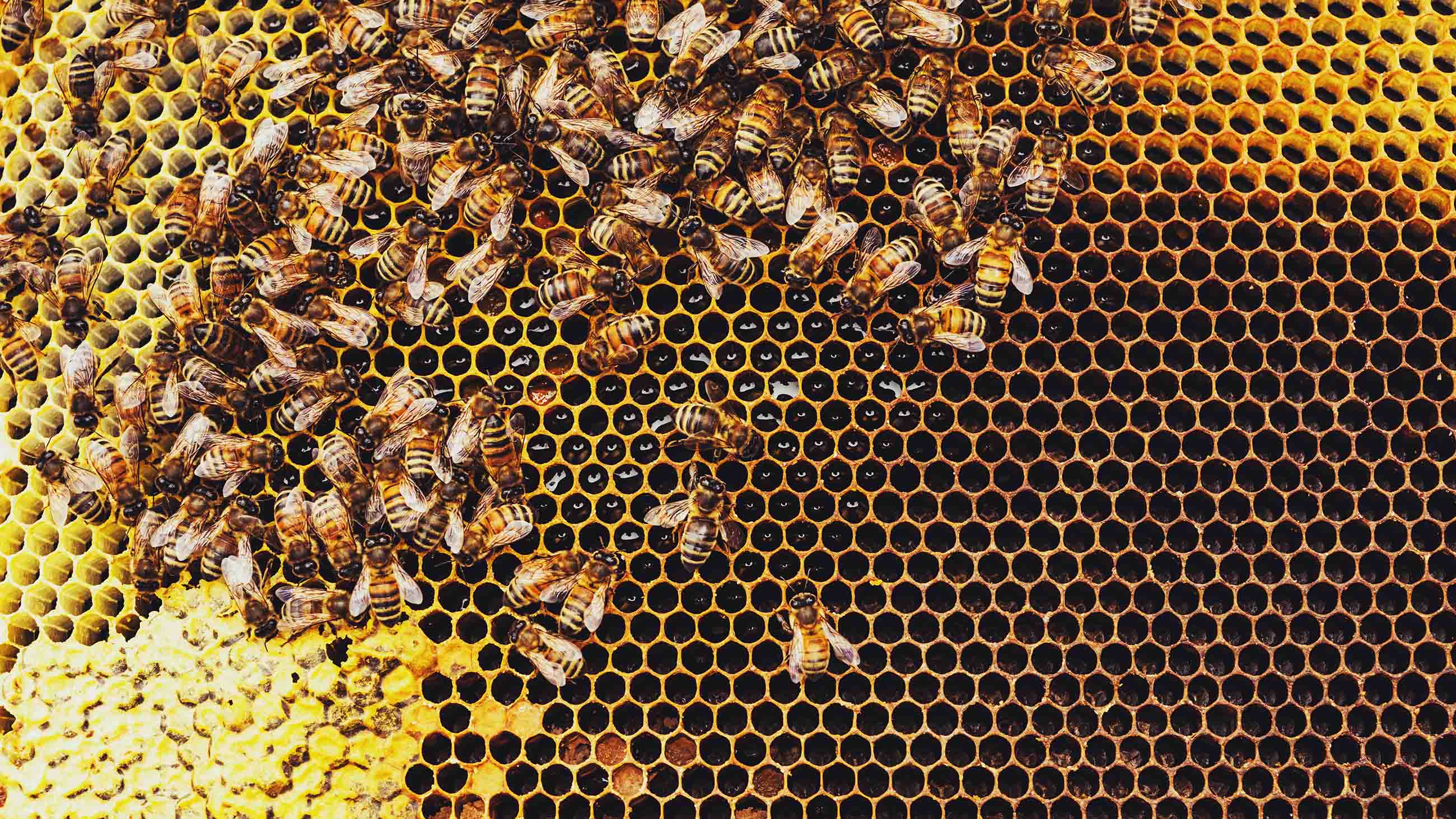 Bees might well be smarter than we realize, but chemical pesticides are scrambling their brains.