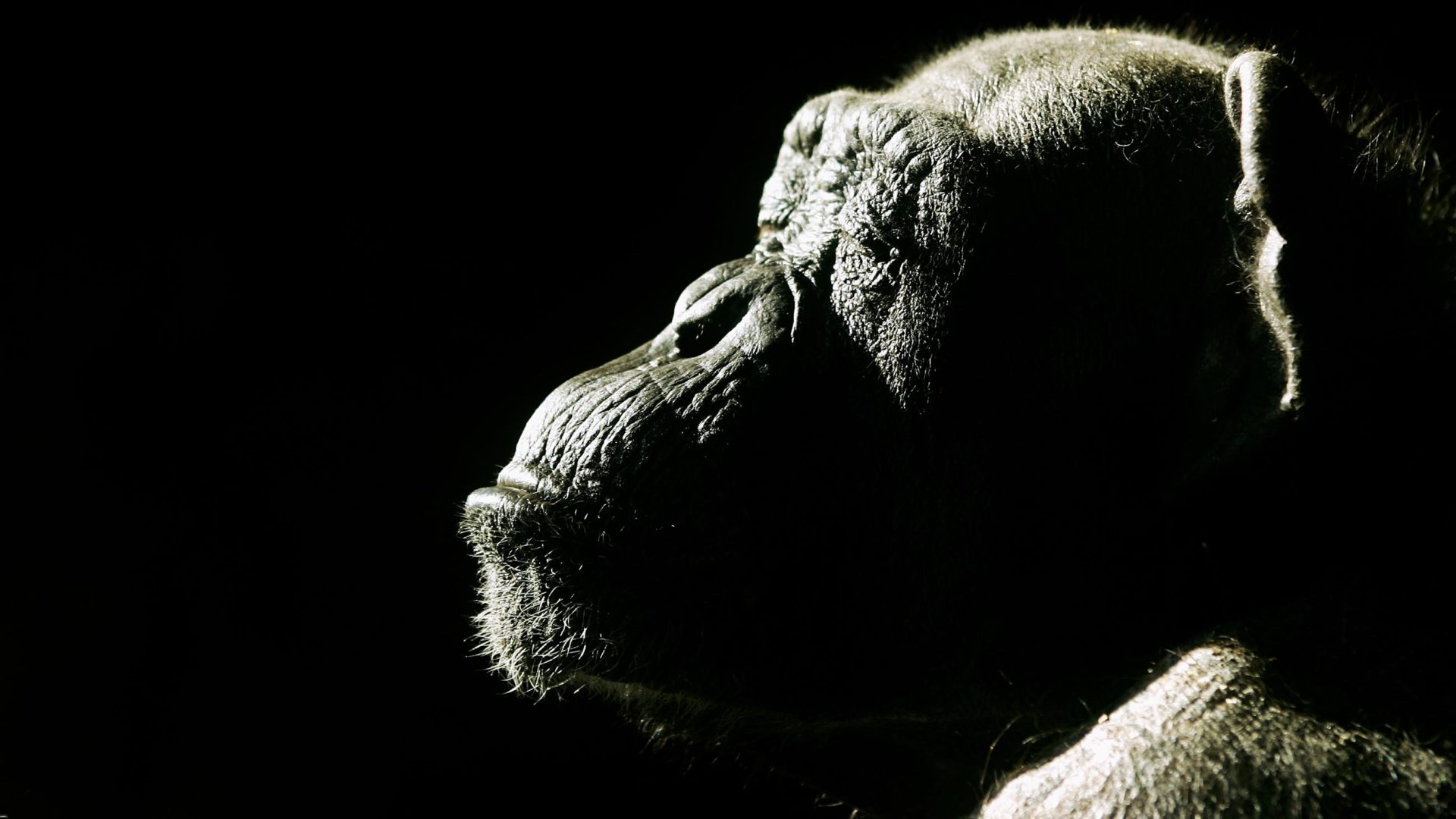 In the Hunt for Animal Consciousness, We Usually Find Ourselves
