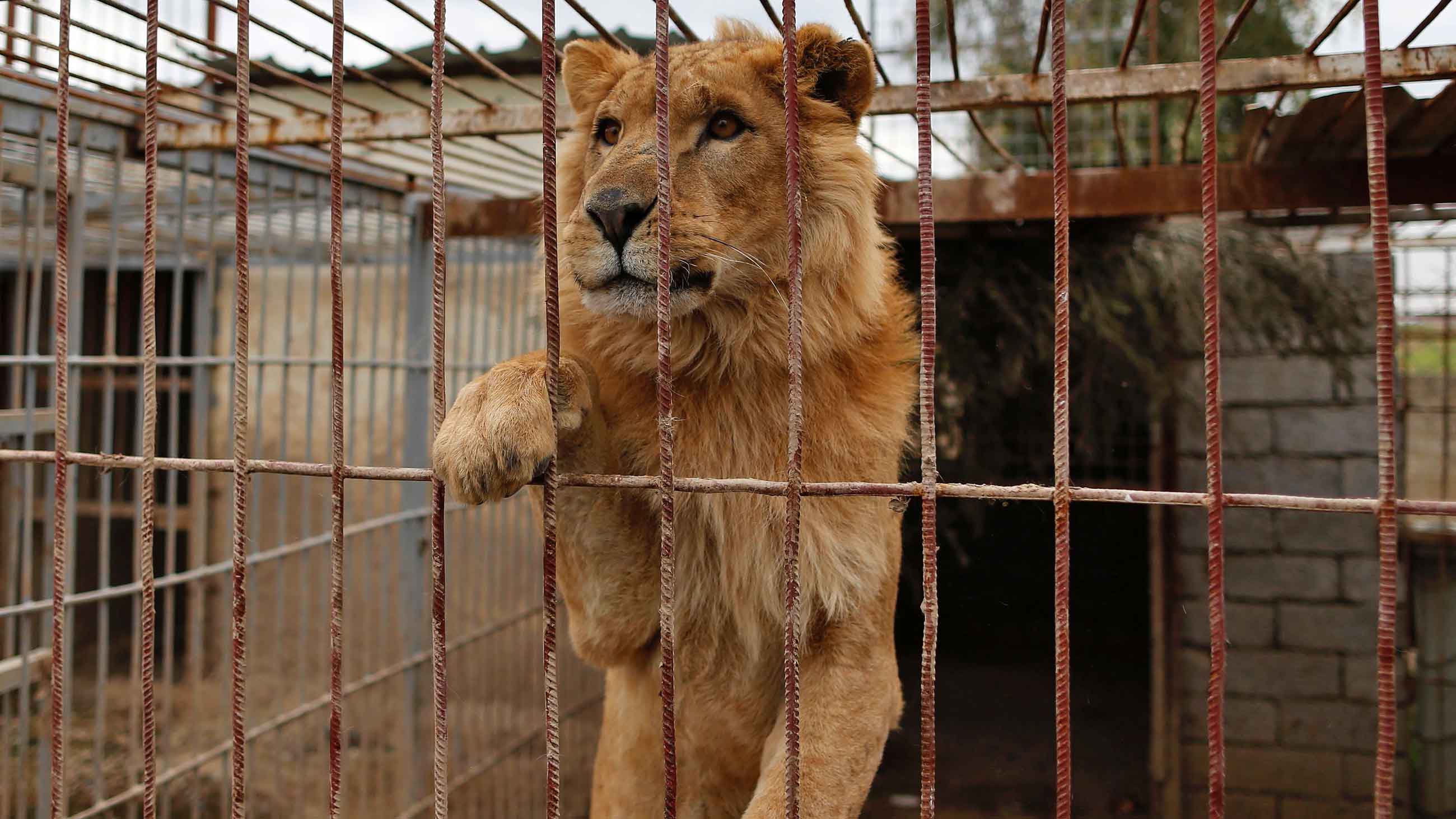 Most of the animals in the Mosul zoo were killed or died of starvation.