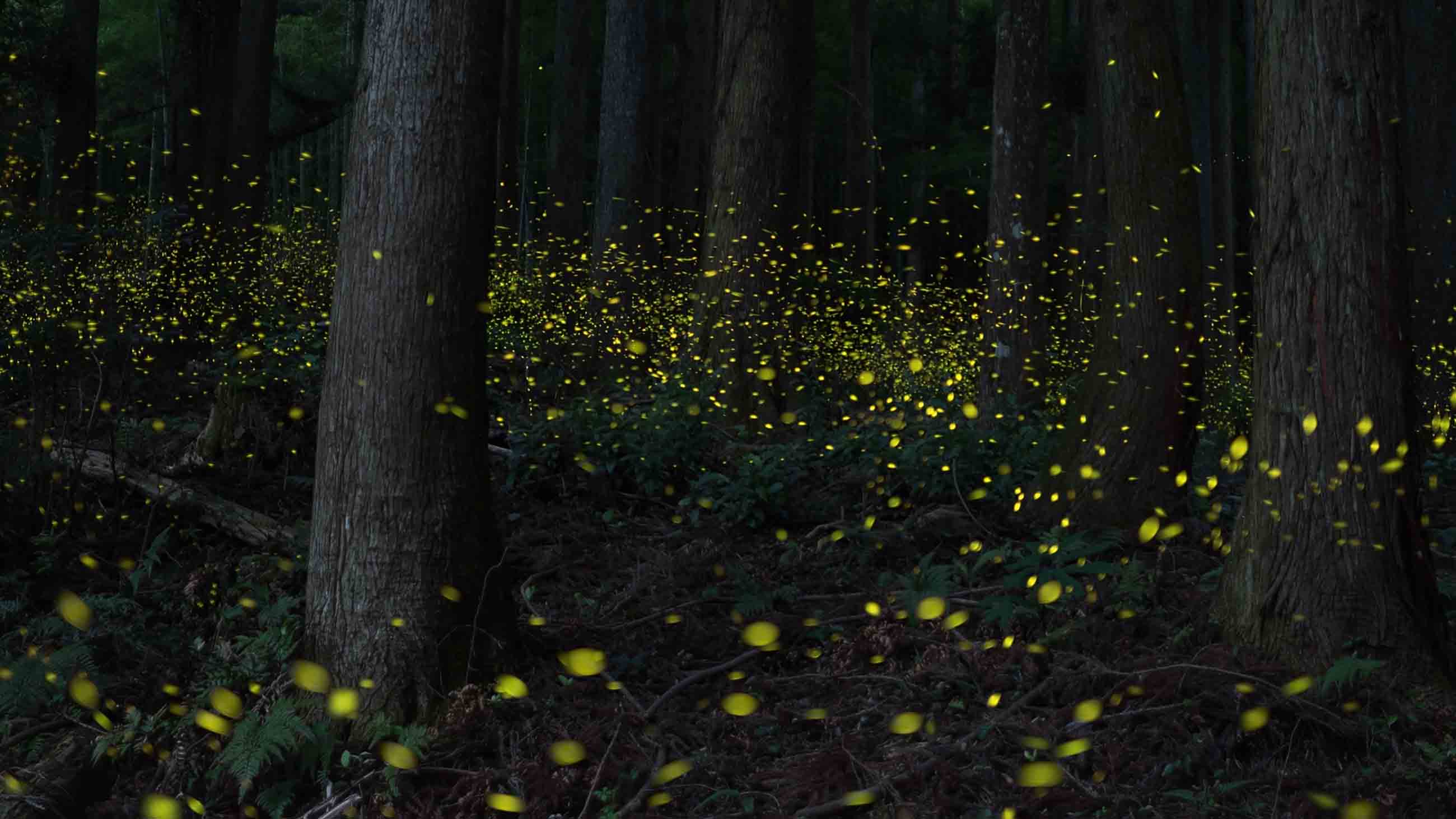 Japanese fireflies were overexploited for their luminous beauty: Ironically, they were nearly loved to death.