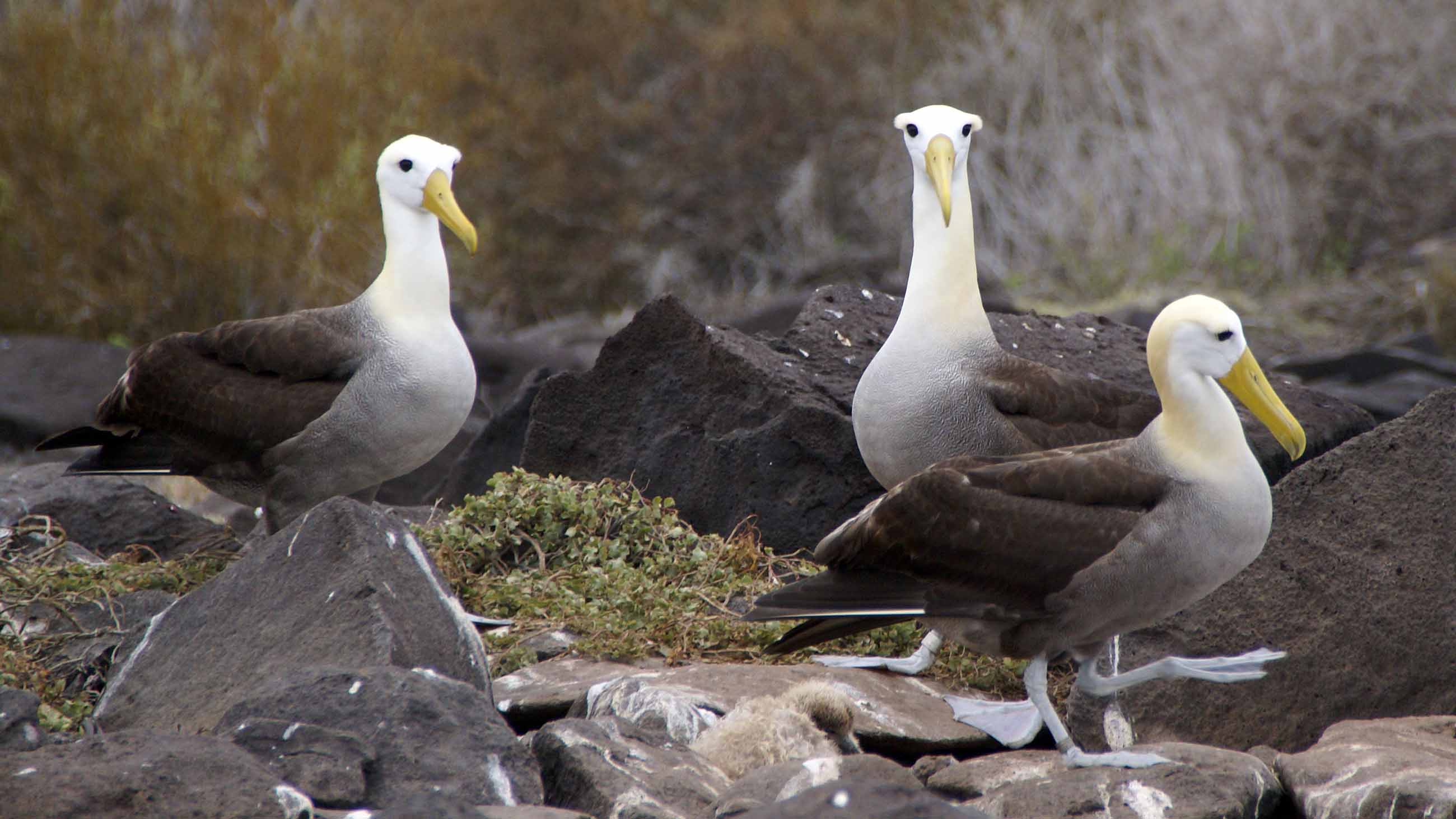 Albatross on Española Island in the Galápagos.
