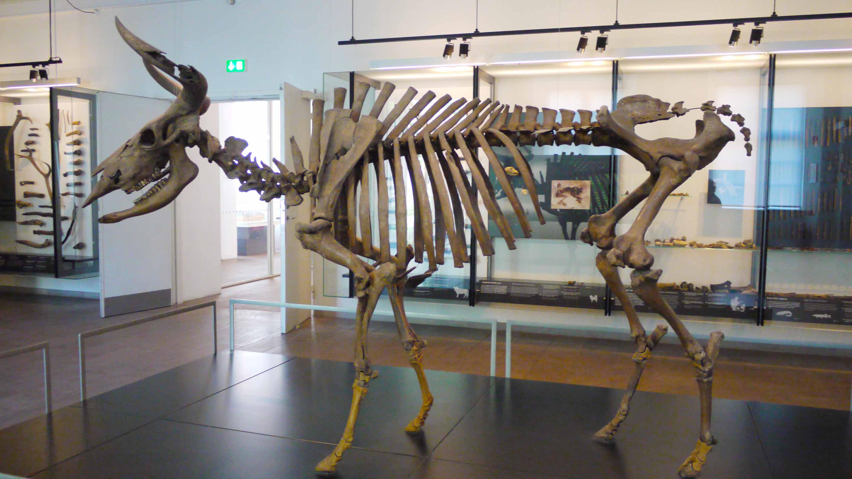 An 8,000-year old auroch skeleton on display at Denmark's National Museum.