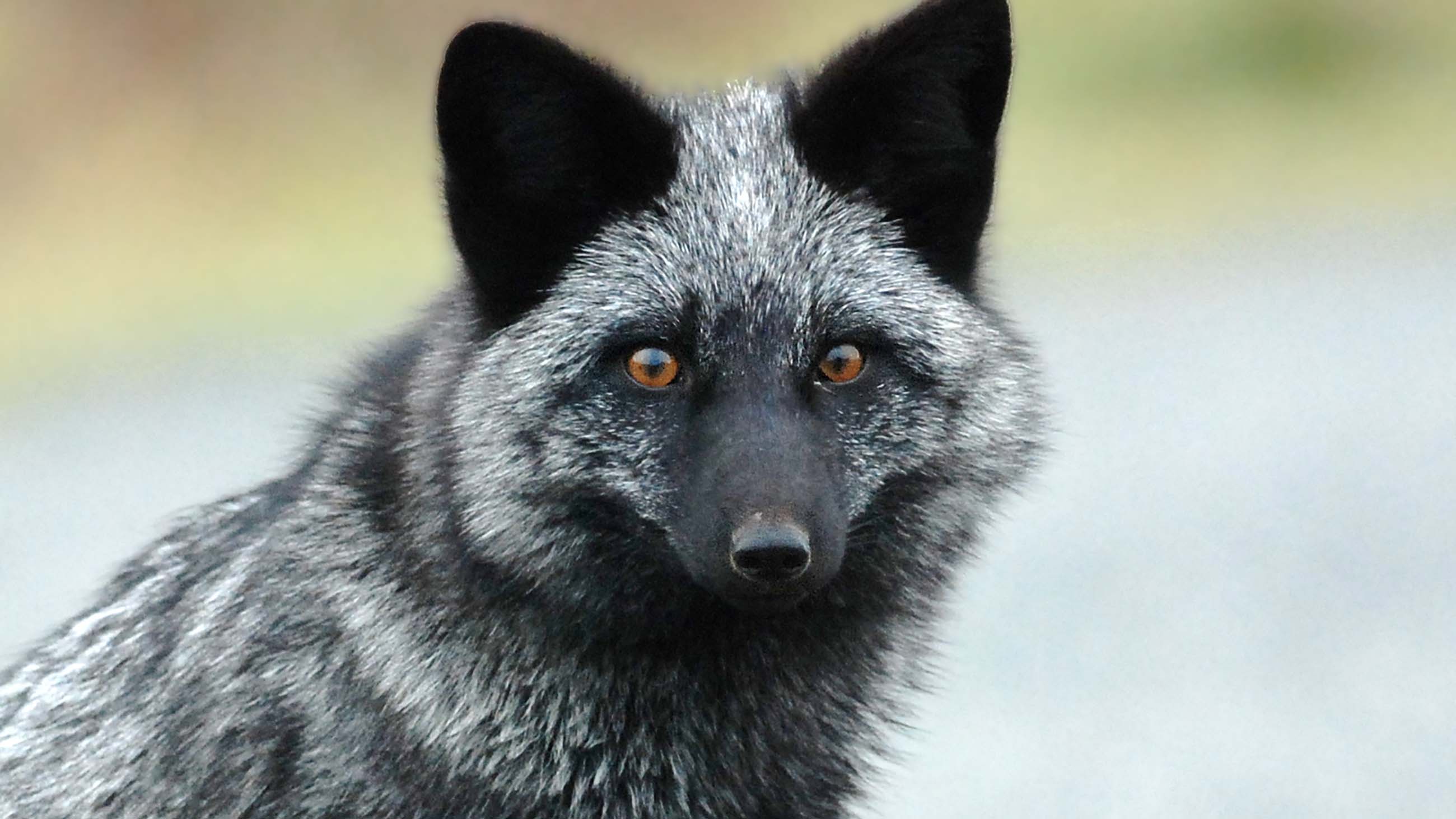 While most foxes are aggressive or agitated around people, a few seem to have an innate calmness.