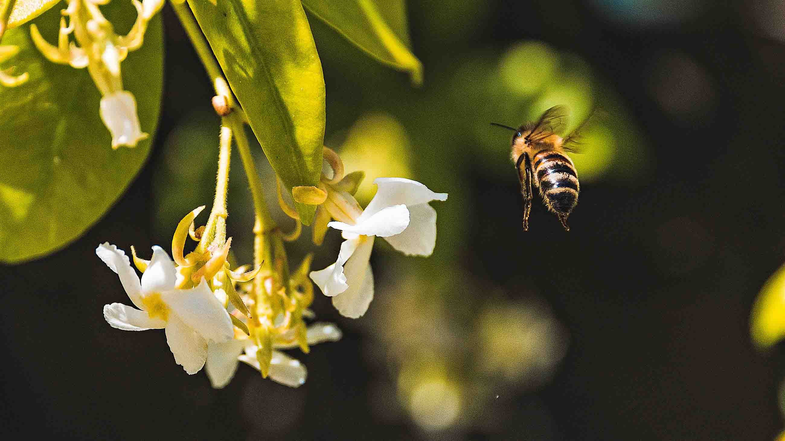 New research finds that neonicotinoids kill bee colonies over an extended period of time.
