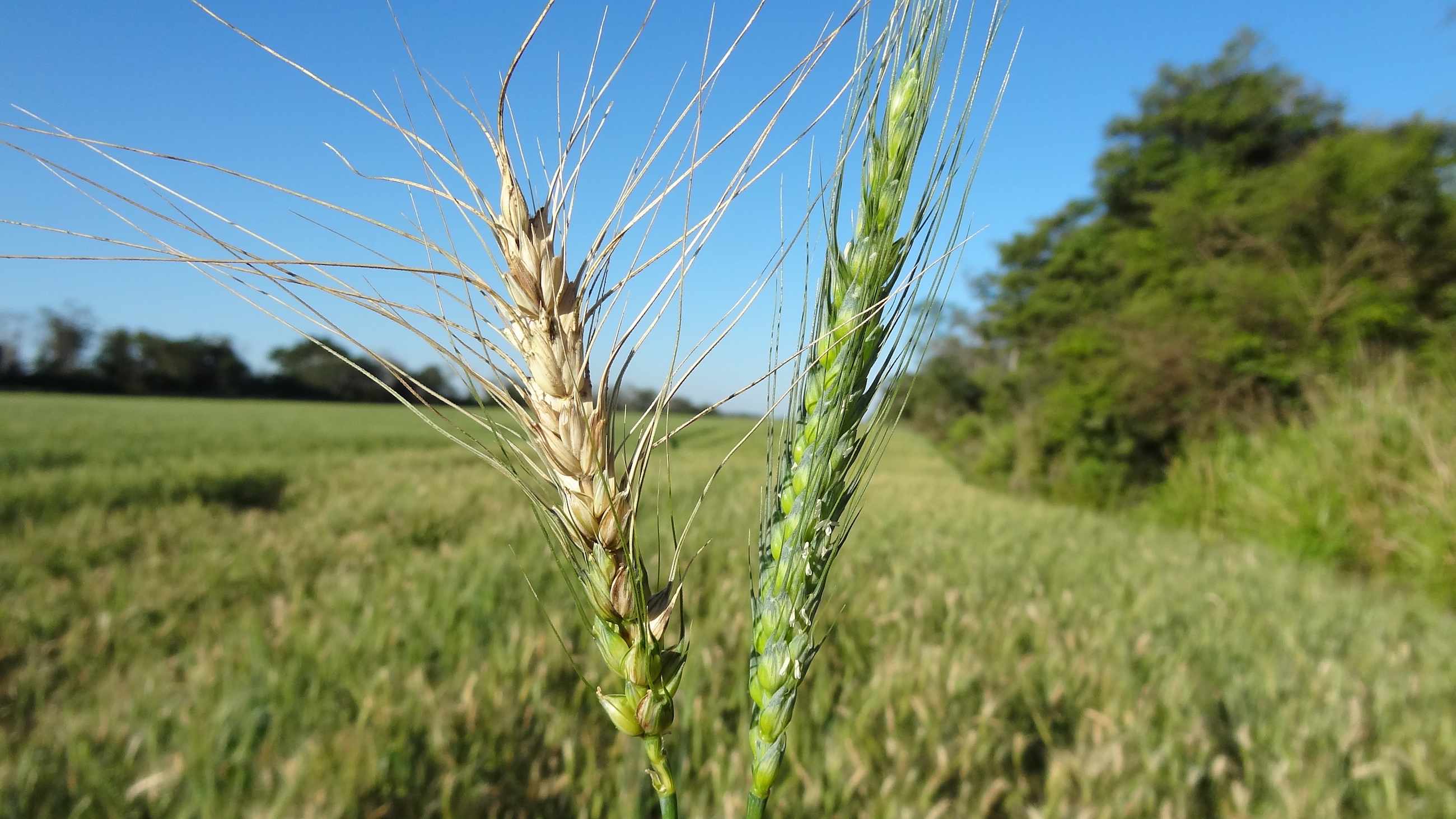 A wheat plant with blast, left, alongside a healthy one, in Bolivia.