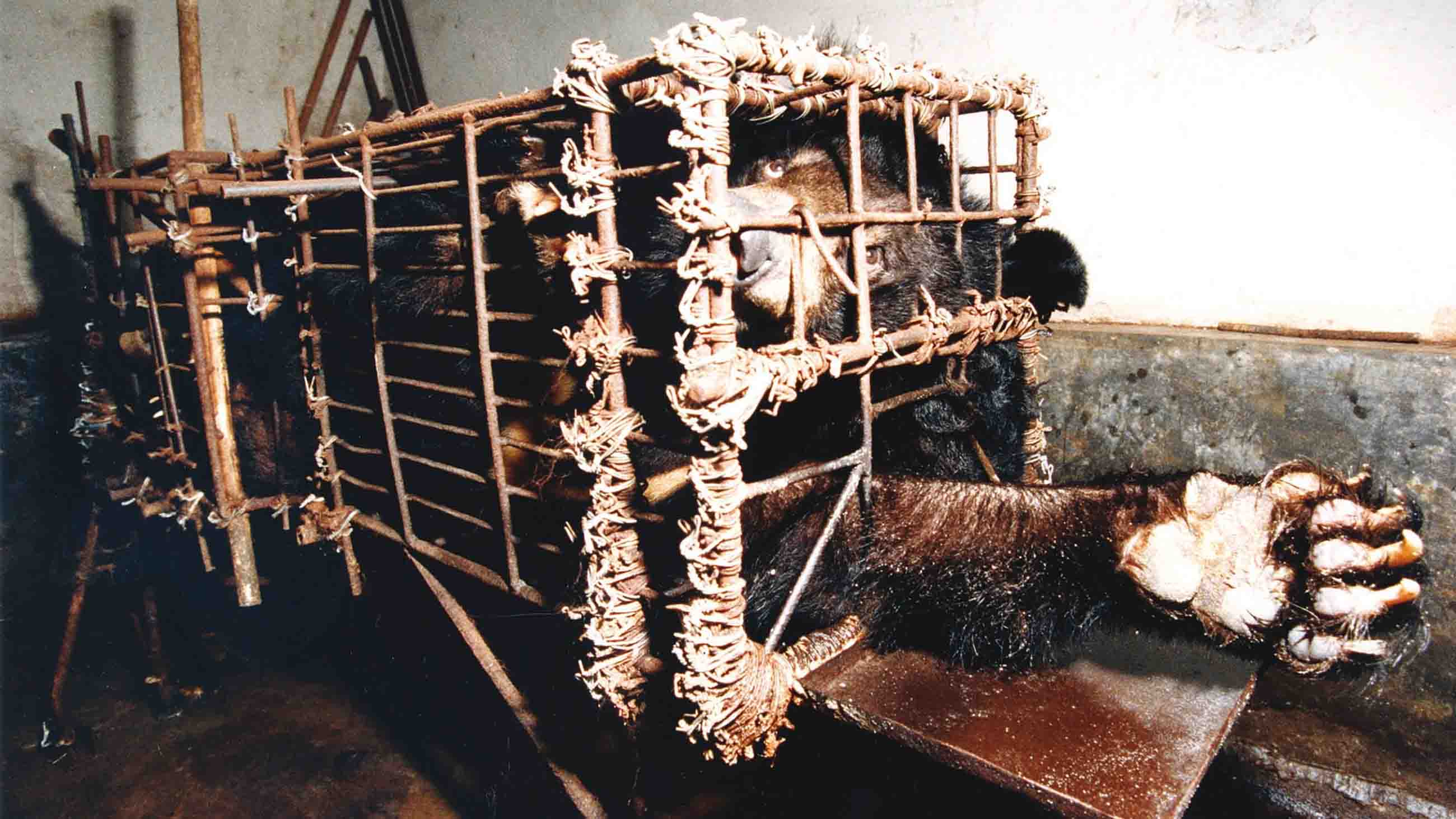 For about 30 years now, bears have been squeezed into cages on farms as their bile is harvested.