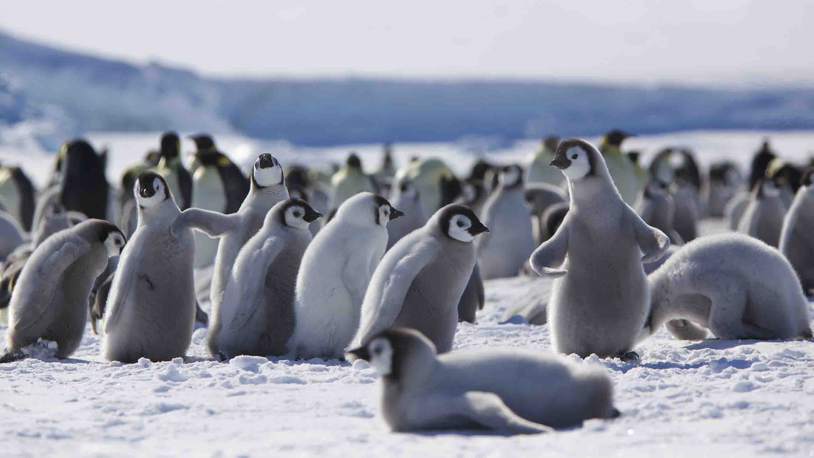 A new model predicts that the world's largest penguins may become extinct in less than 100 years.