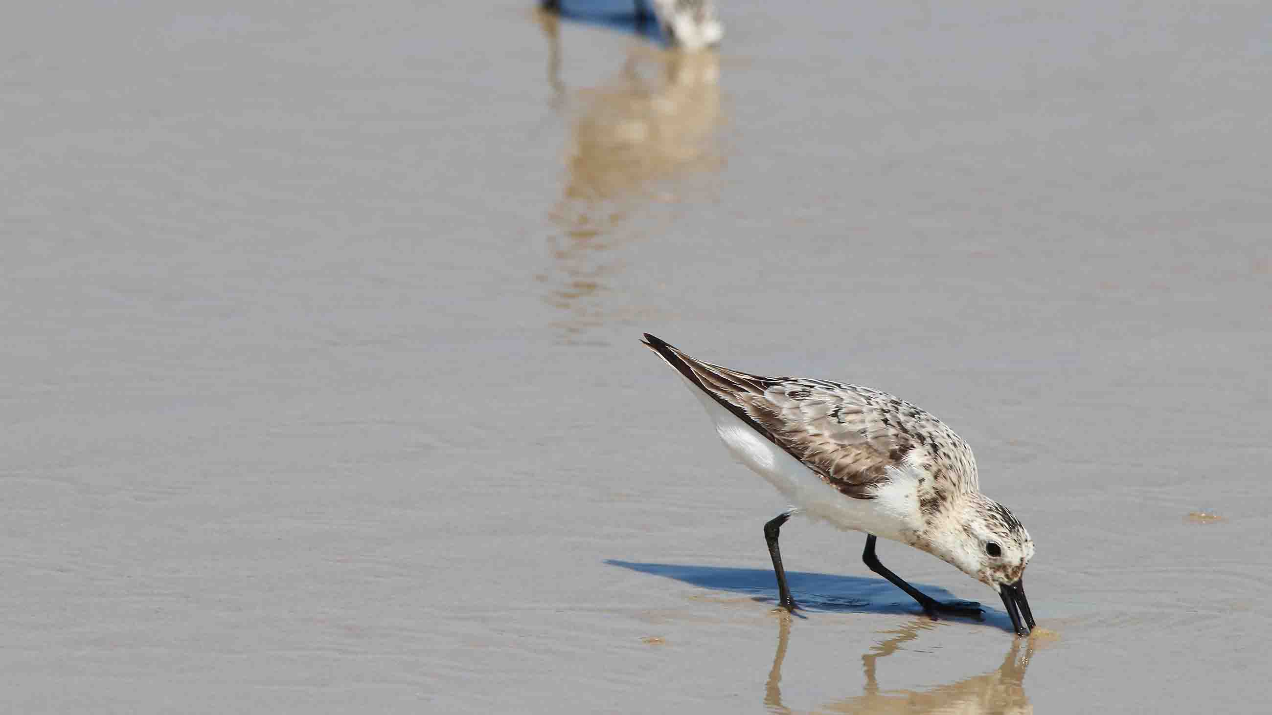 In a recent study, sandpipers that had oil brushed along their wingtips and tails expended 22 percent more energy than their oil-free counterparts.
