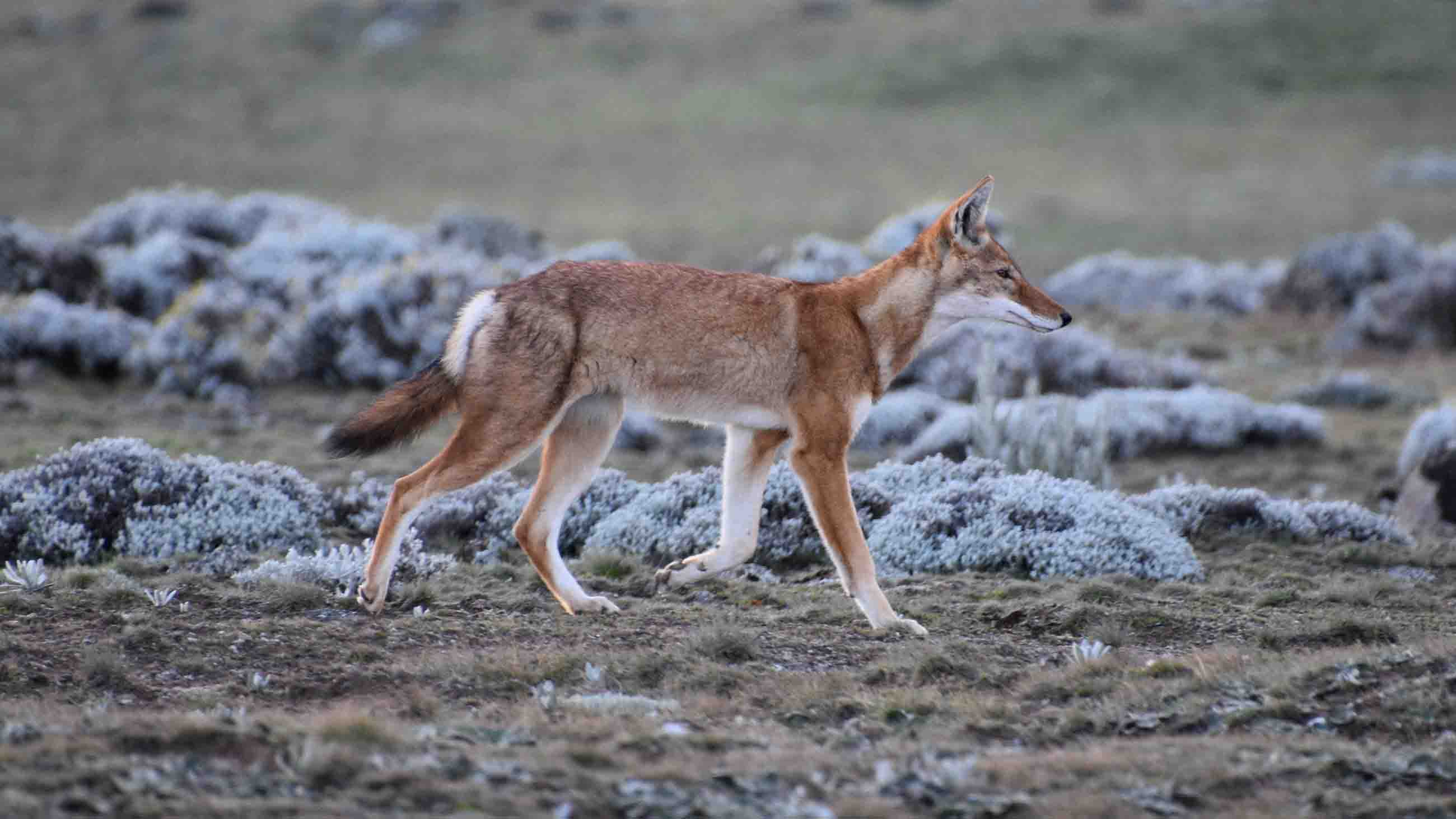 A recent study found that Ethiopian wolves and five other large carnivores are being pushed out of their historic habitat.