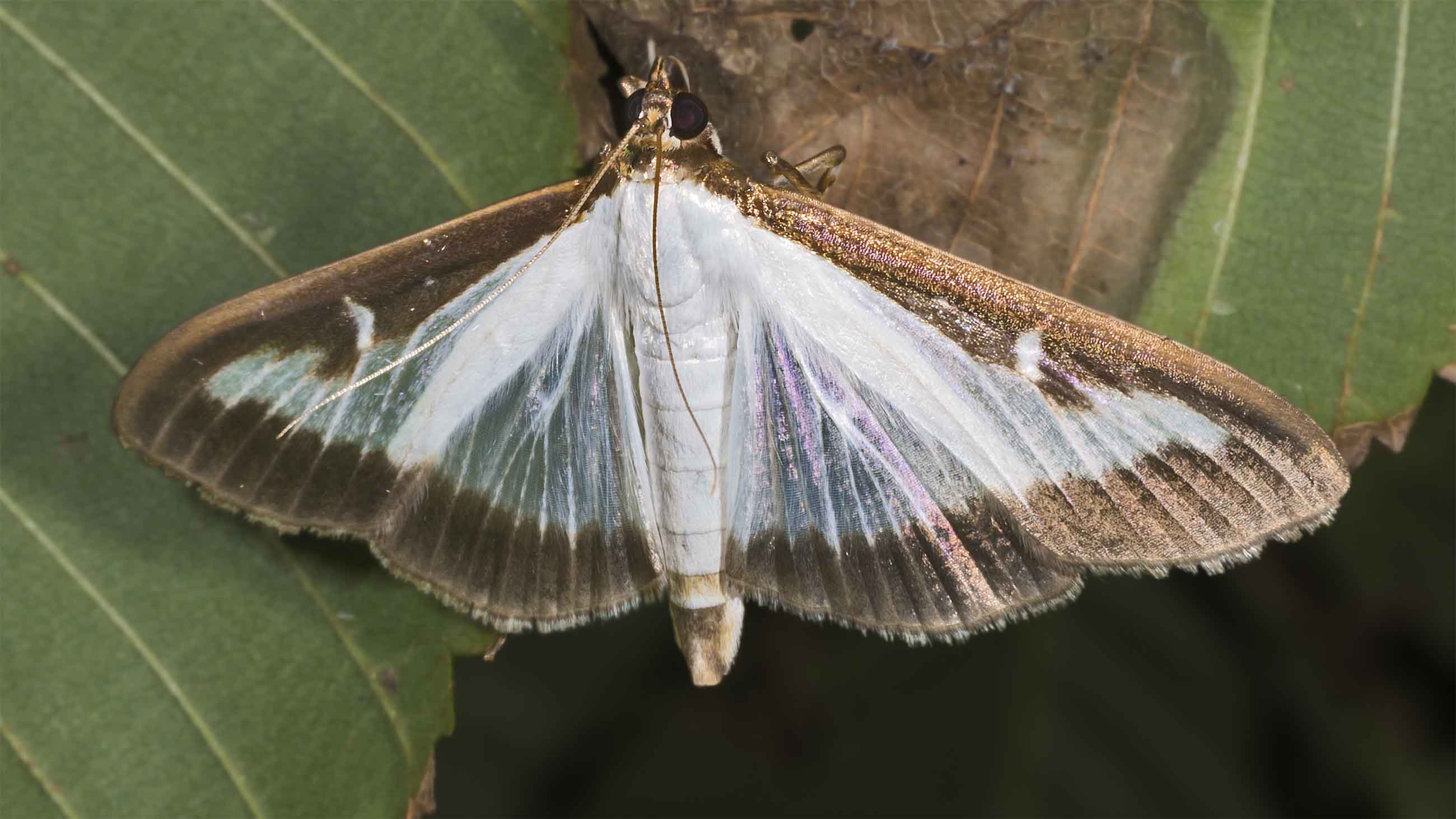 The larval caterpillar of the box tree moth can devour dozens of leaves during its development.